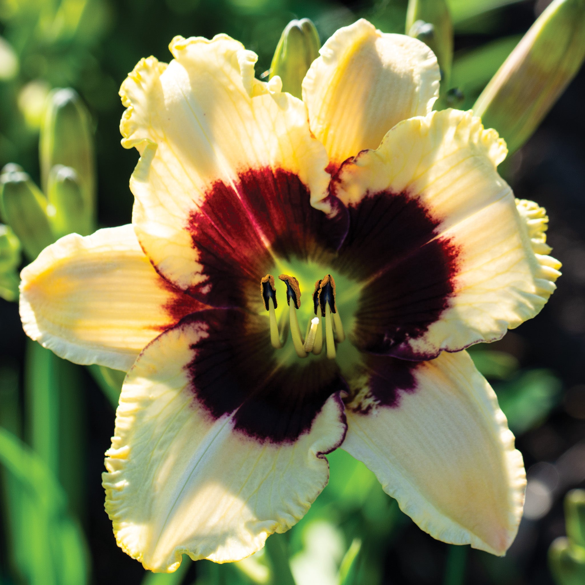 Daylily, Moonlit Masquerade