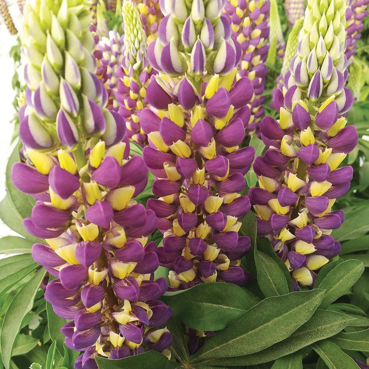 Lupine, Gallery® Bicolor Yellow and Blue