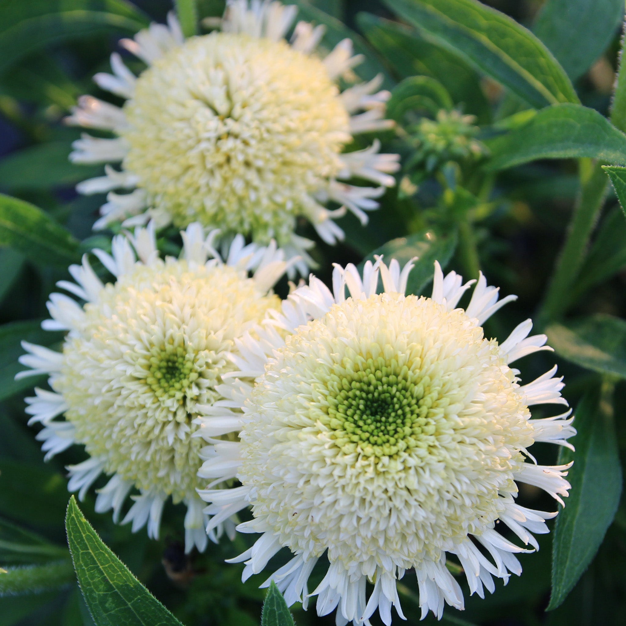Echinacea, Delightful Lace