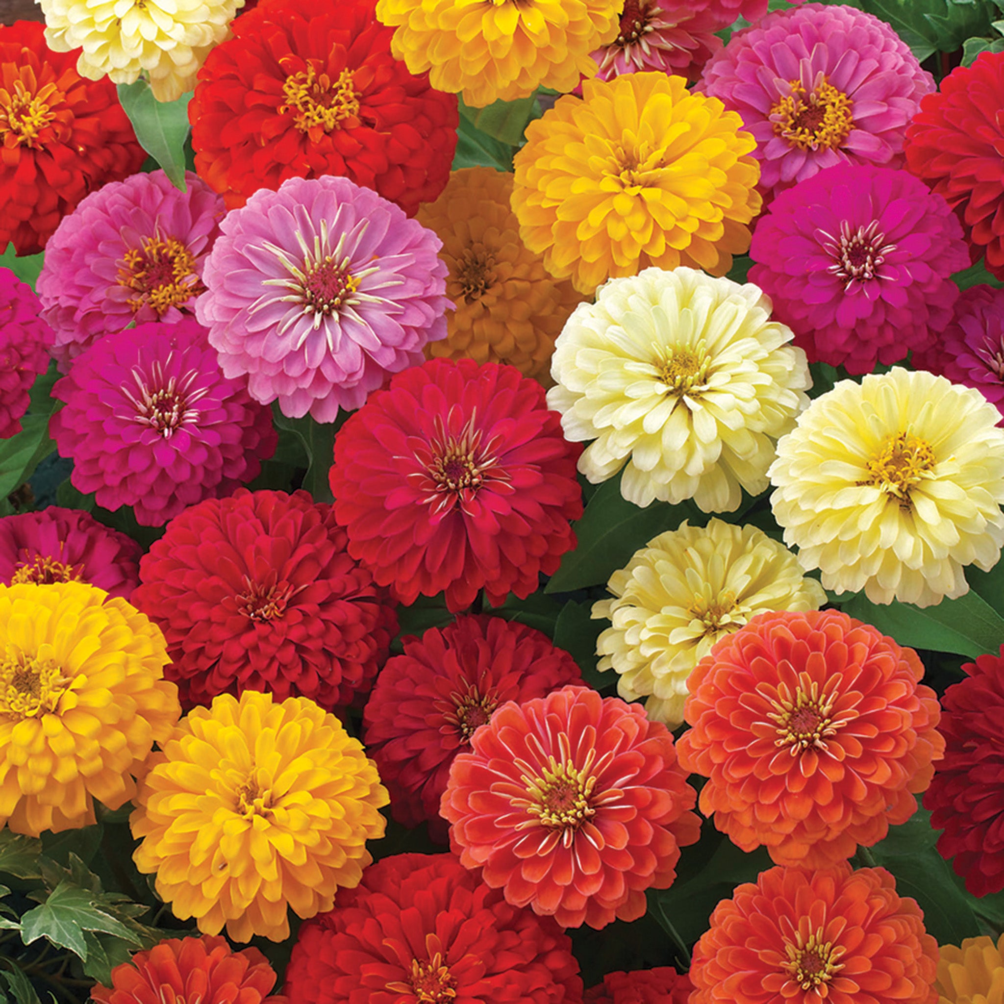 Zinnia, Dreamland™ Mix Hybrid