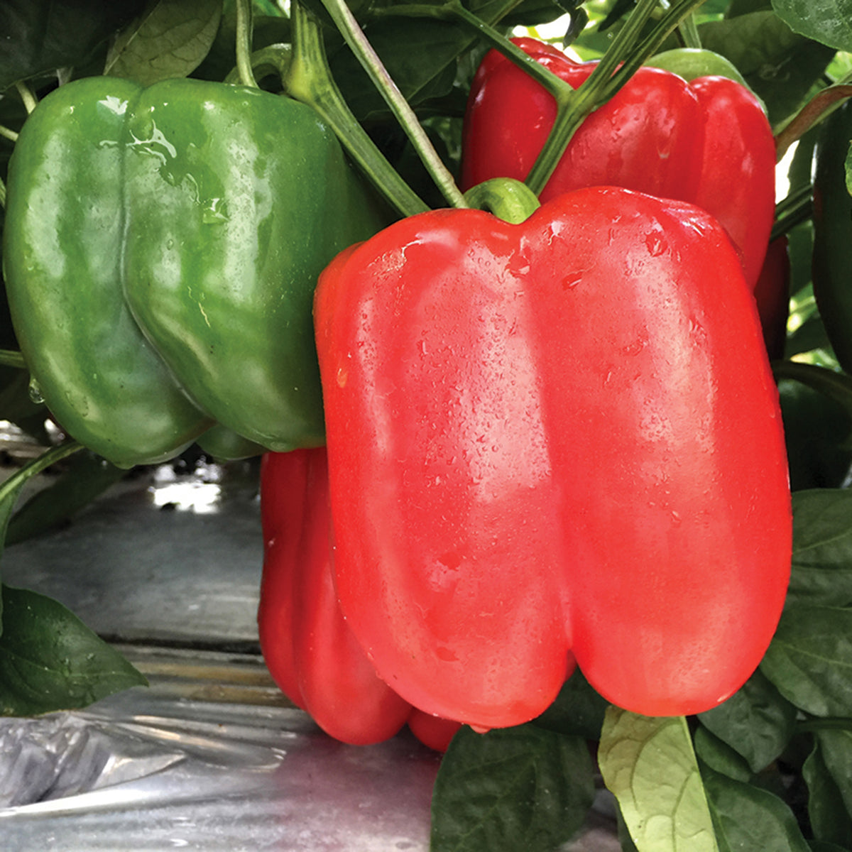 Pepper, Bell, Shield® Ninja S10® Hybrid