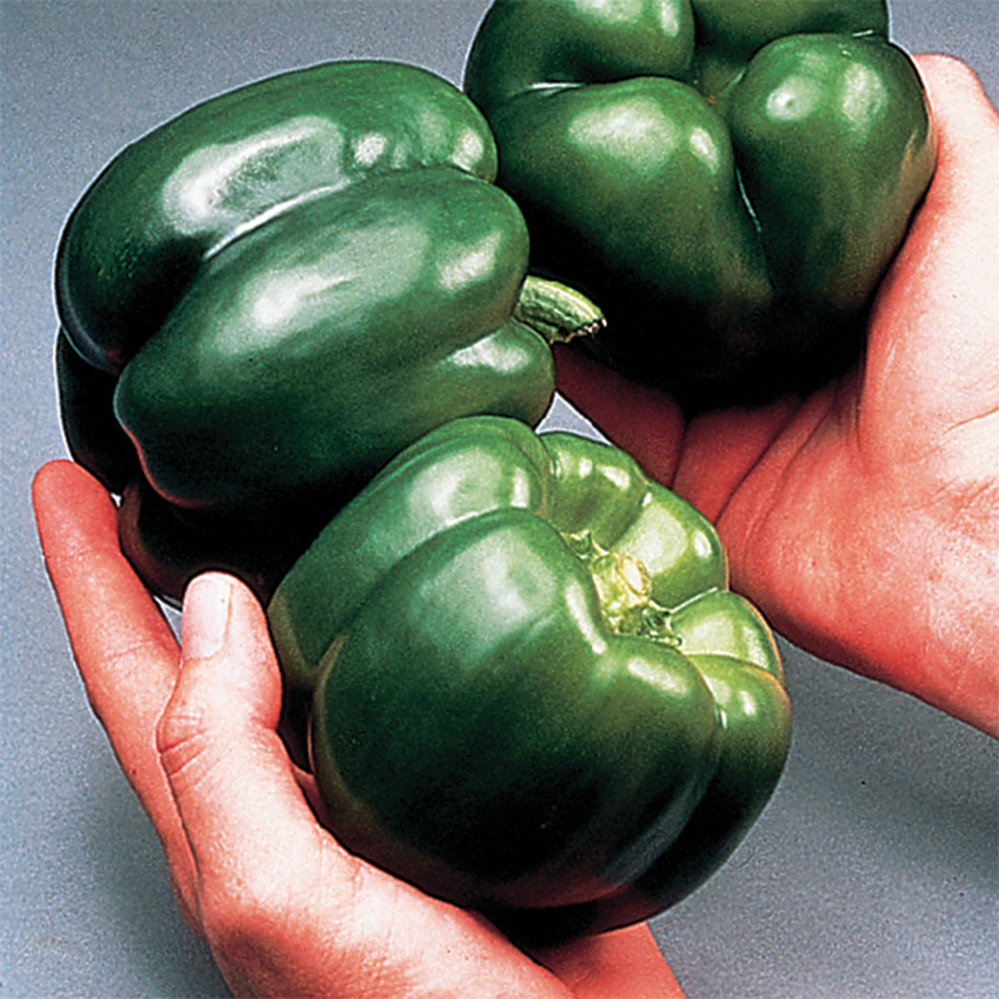 Pepper, Sweet, California Wonder 300