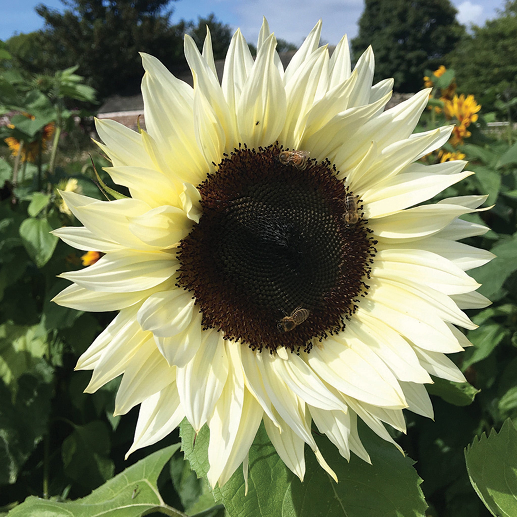 Sunflower, ProCut White Nite Hybrid