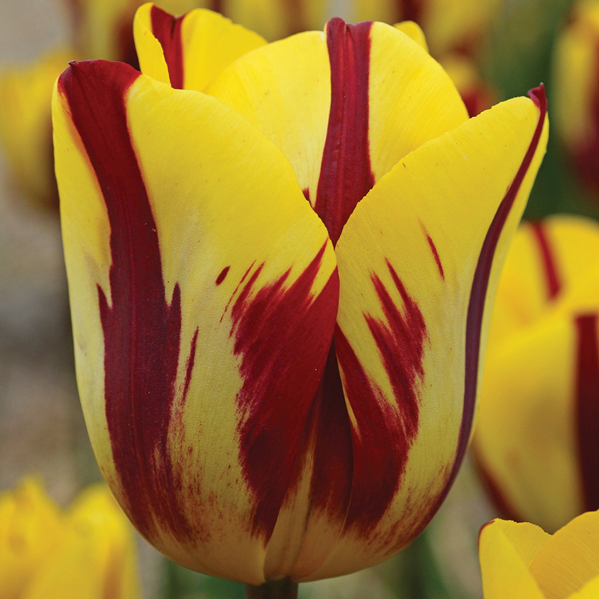 Tulip, Helmar, 10 Pack