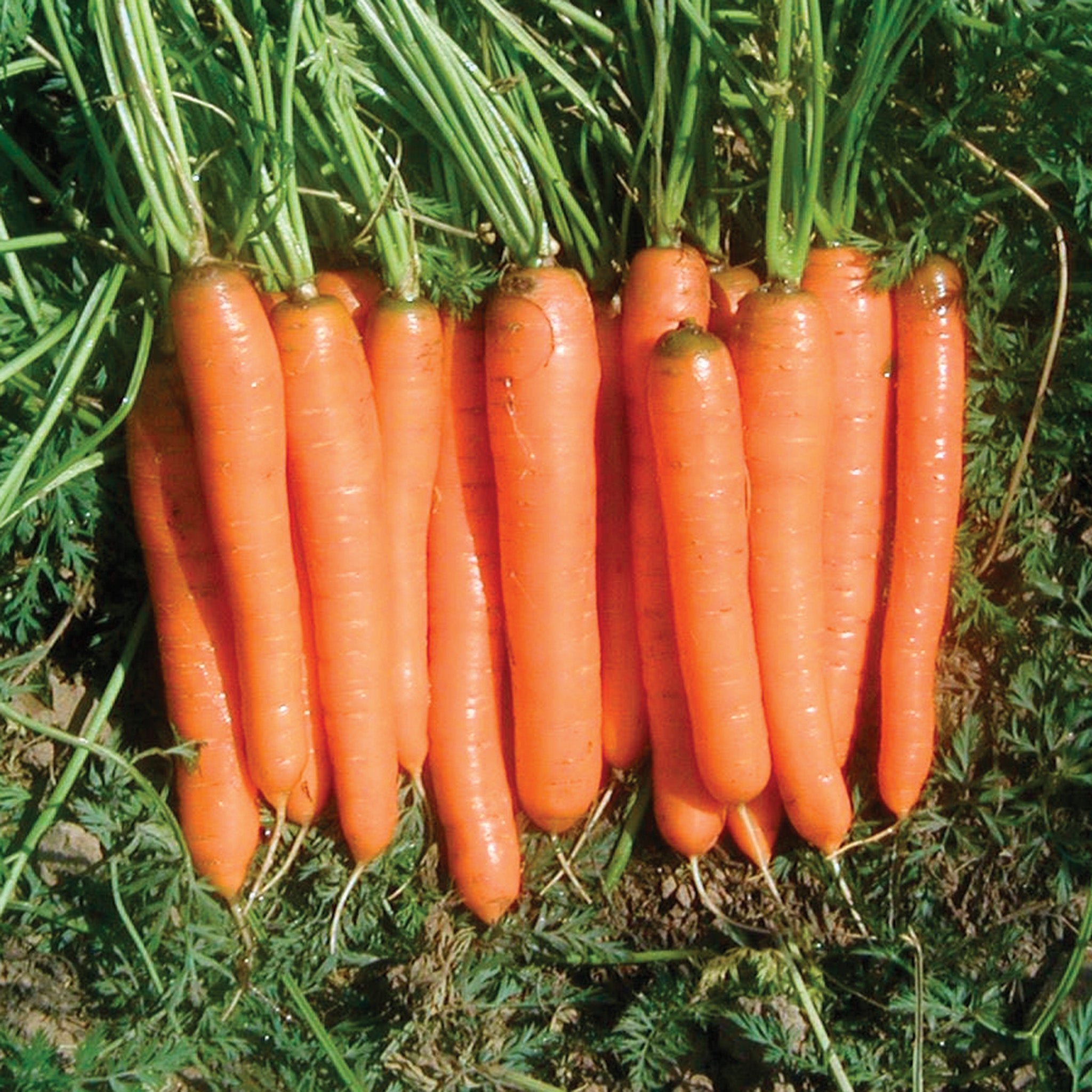 Carrot, Yaya Hybrid Organic