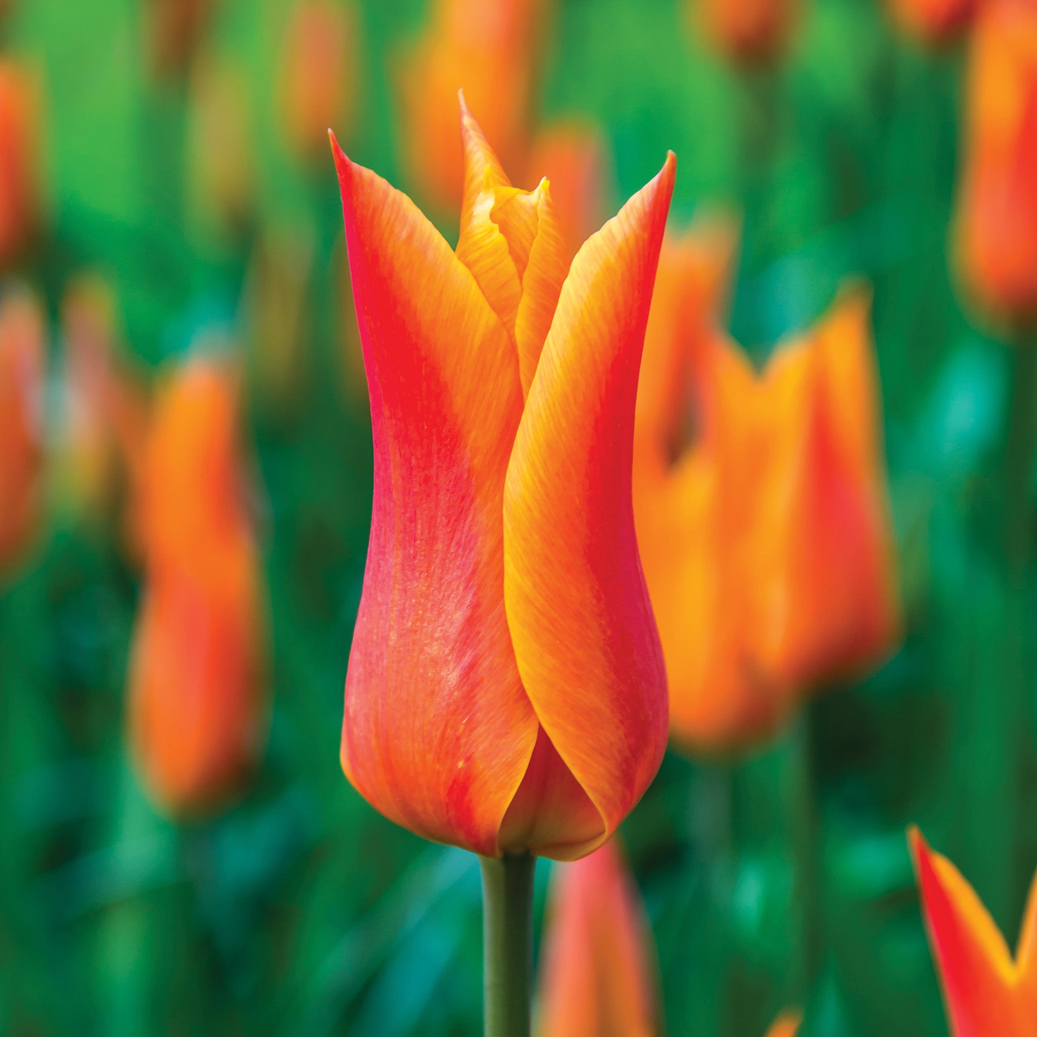 Tulip, Ballerina, 10 Pack
