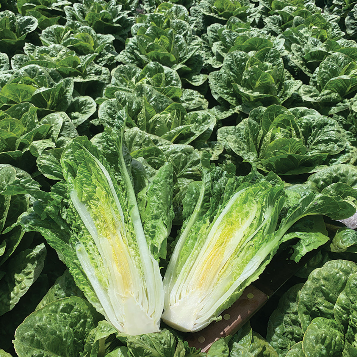 Lettuce, Romaine, Cardinal