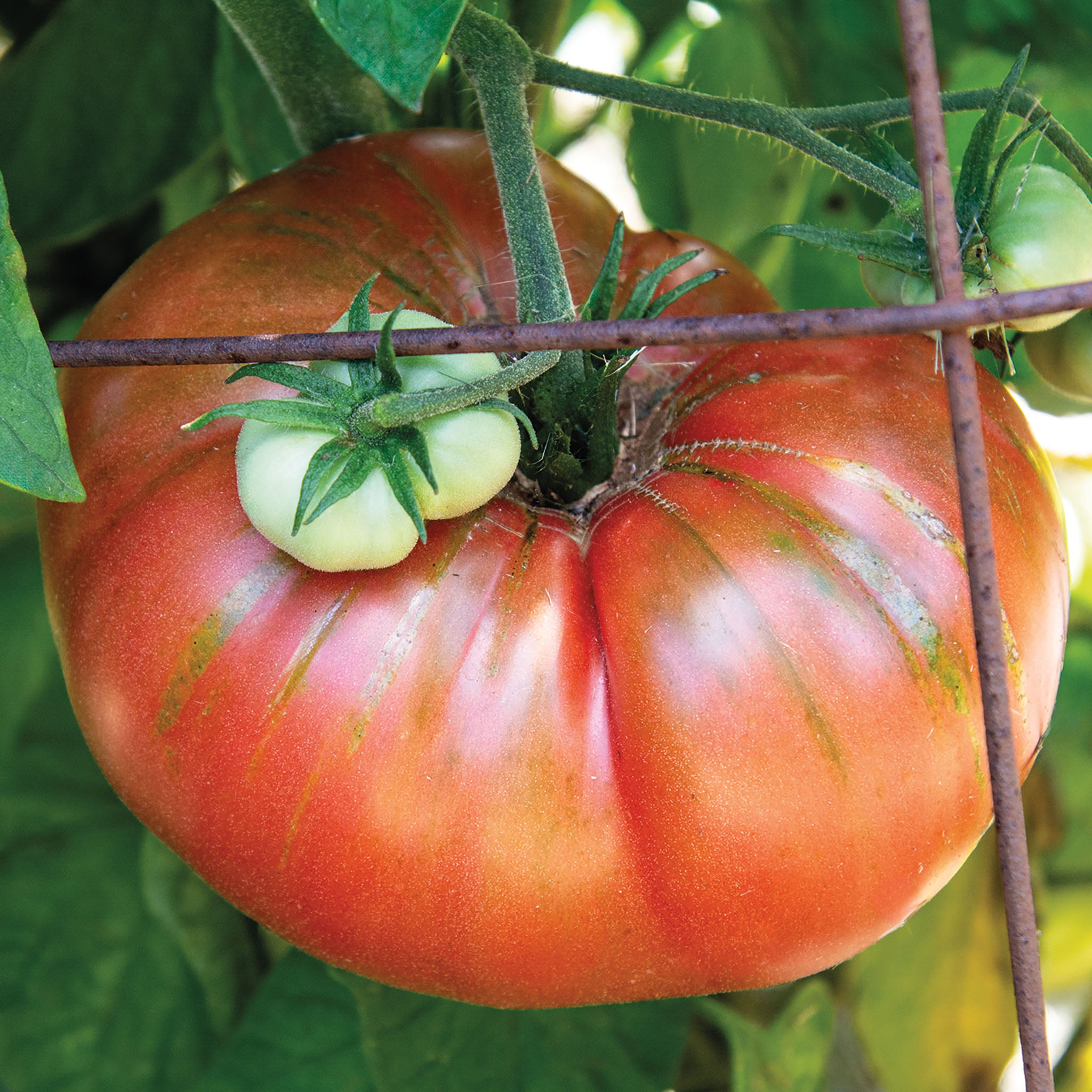 Tomato, Brandywine (Sudduth's Strain)