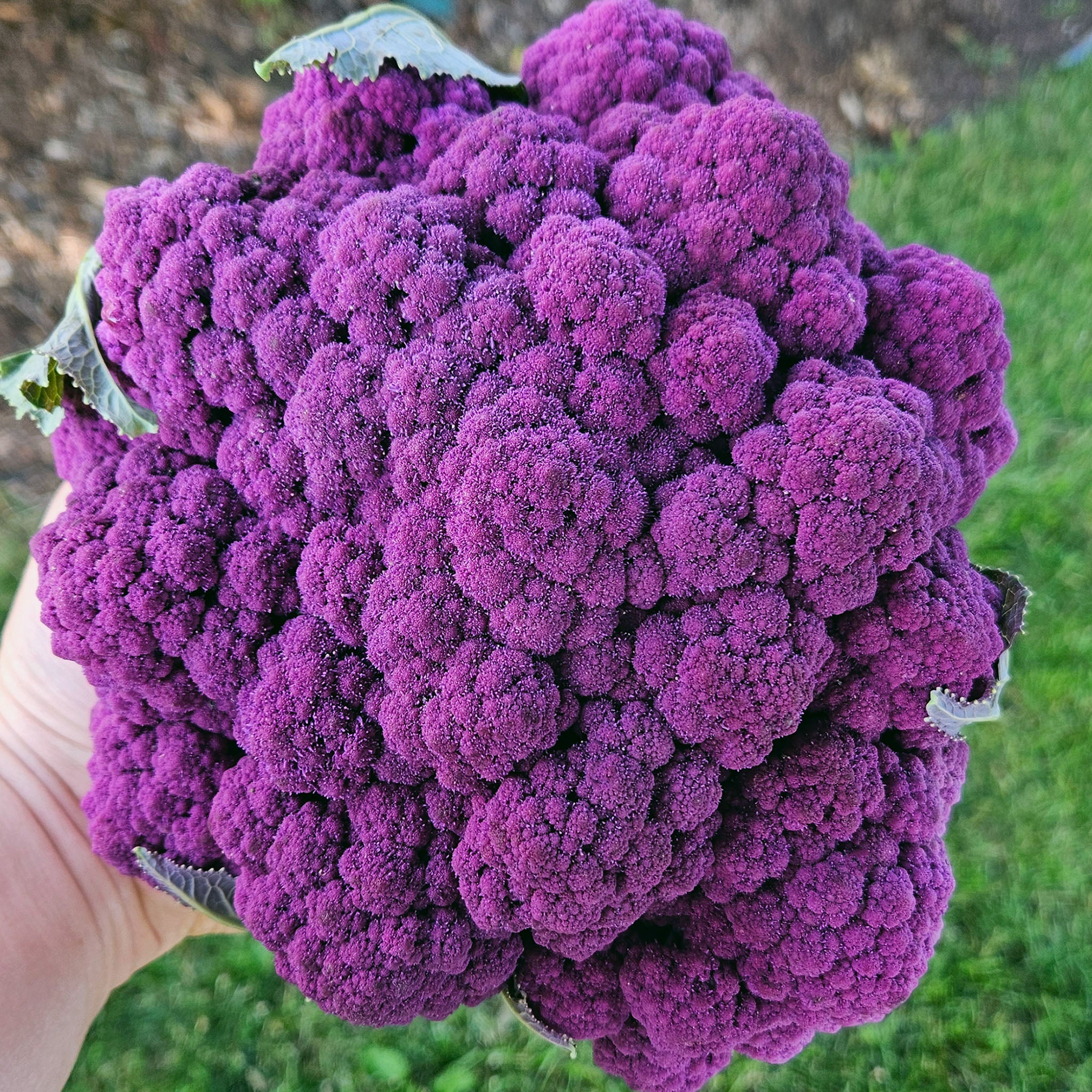 Cauliflower, Amethyst Hybrid