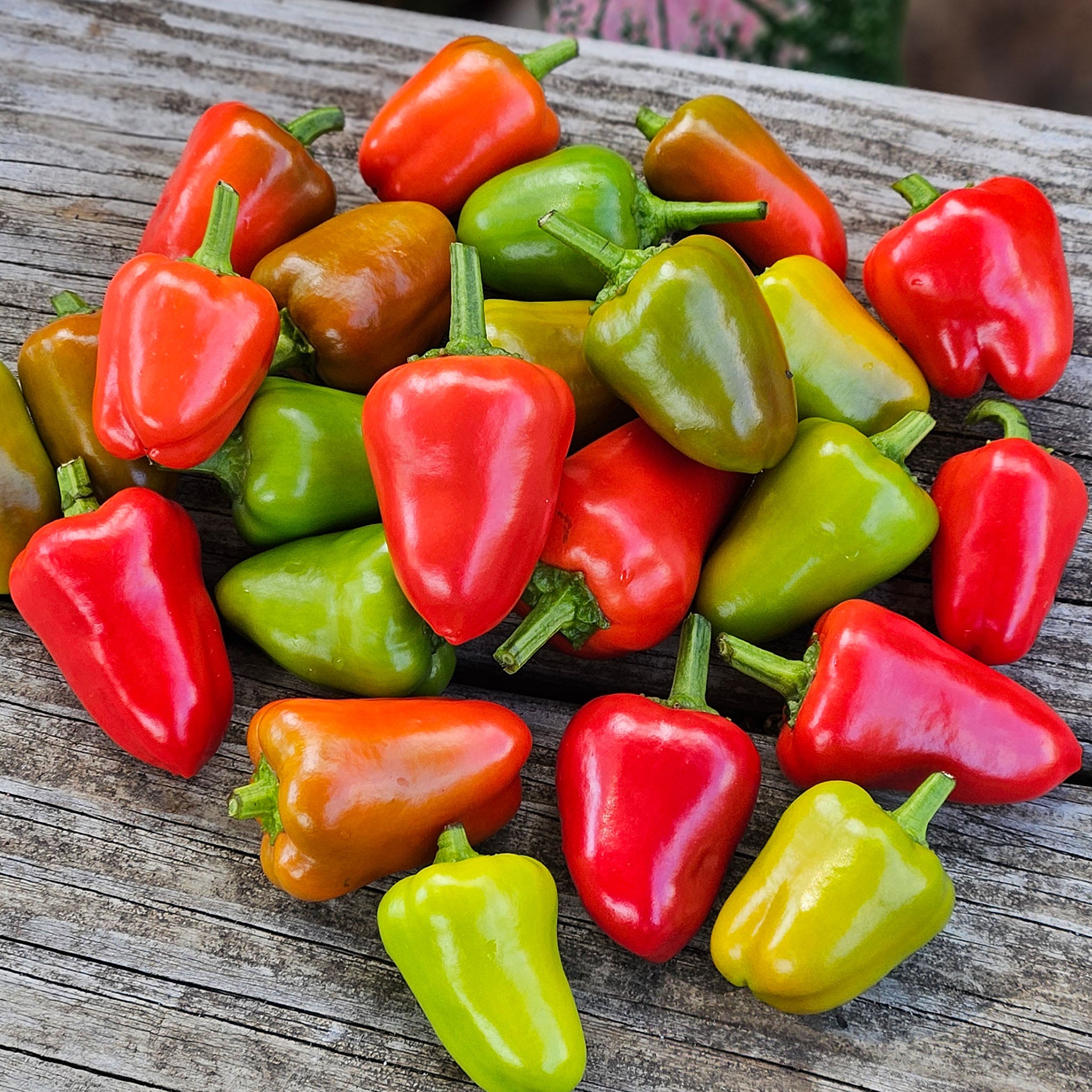 Pepper, Sweet, Pretty N Sweet Hybrid