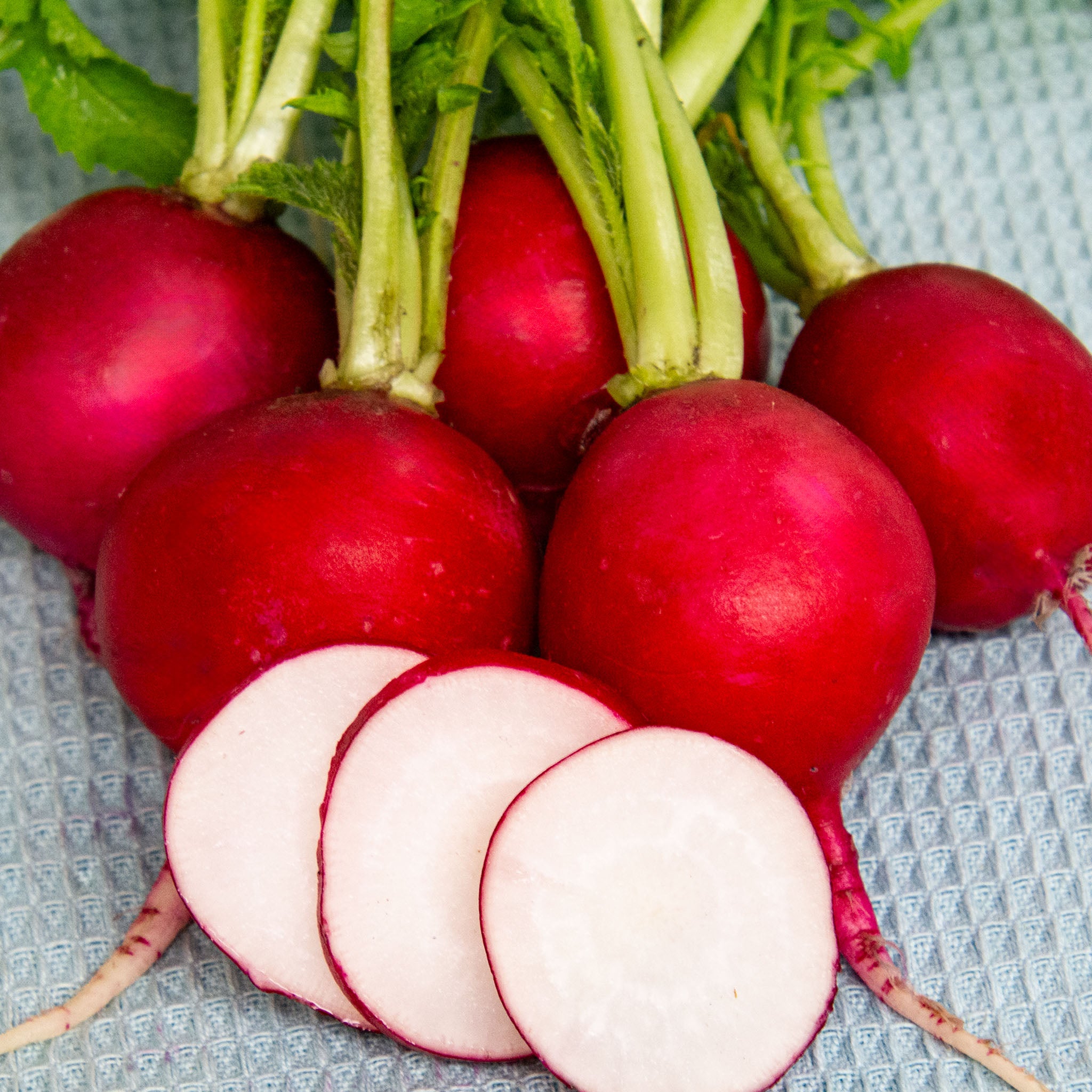 Radish, Champion