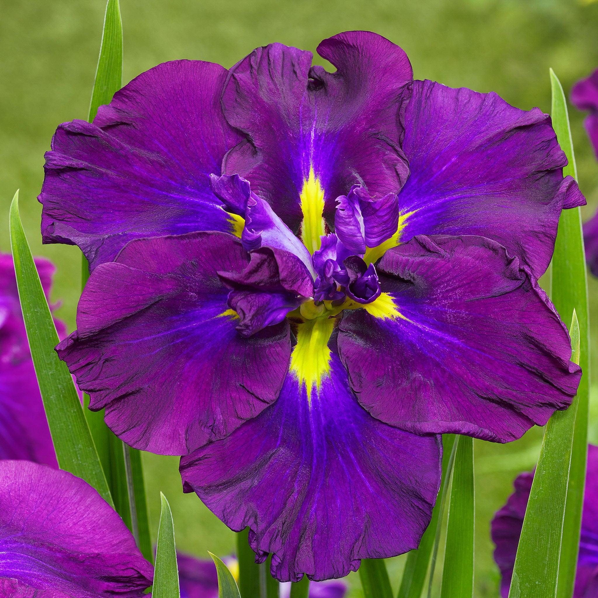 Iris, Japanese, Dinner Plate™ Blueberry Pie