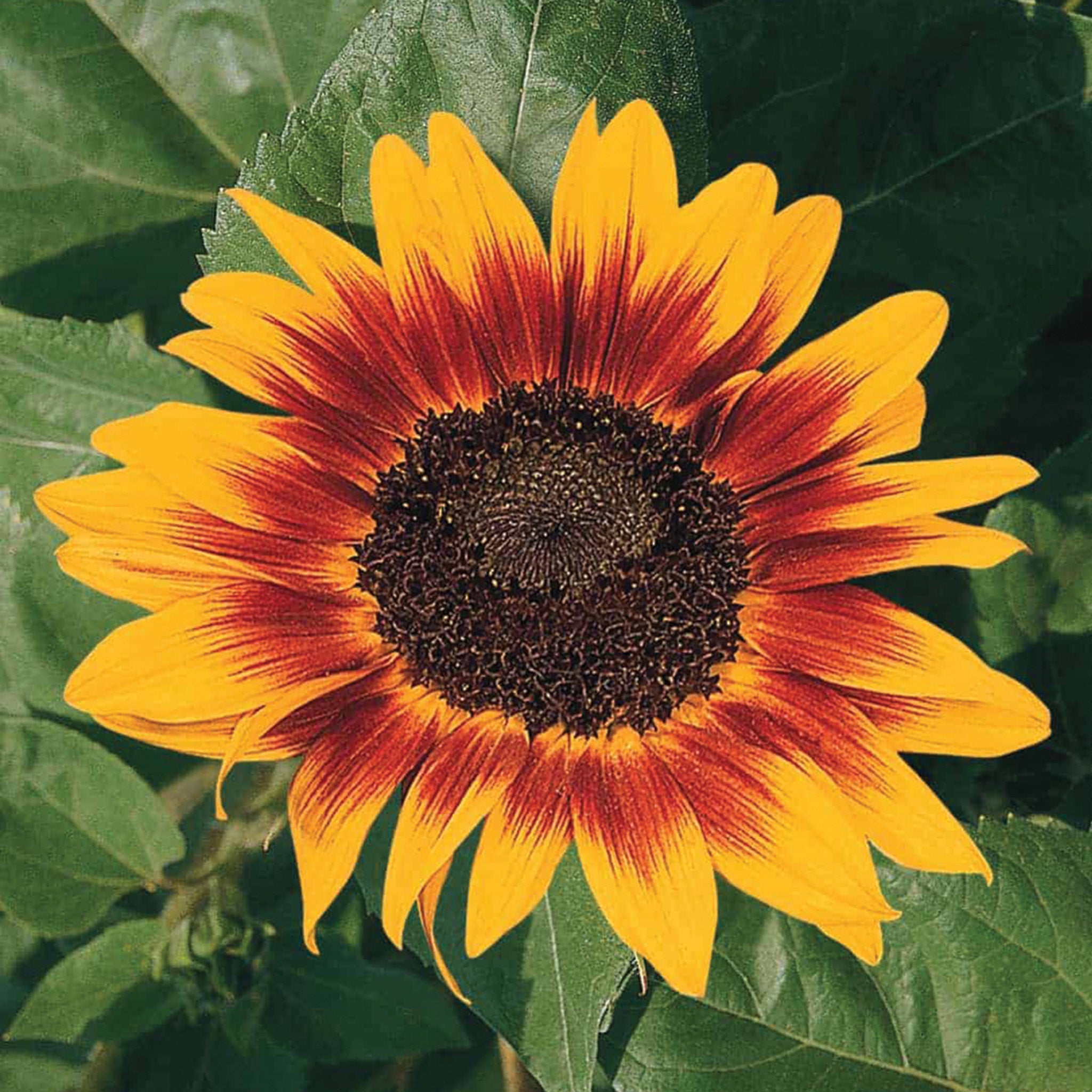 Sunflower, Ring Of Fire