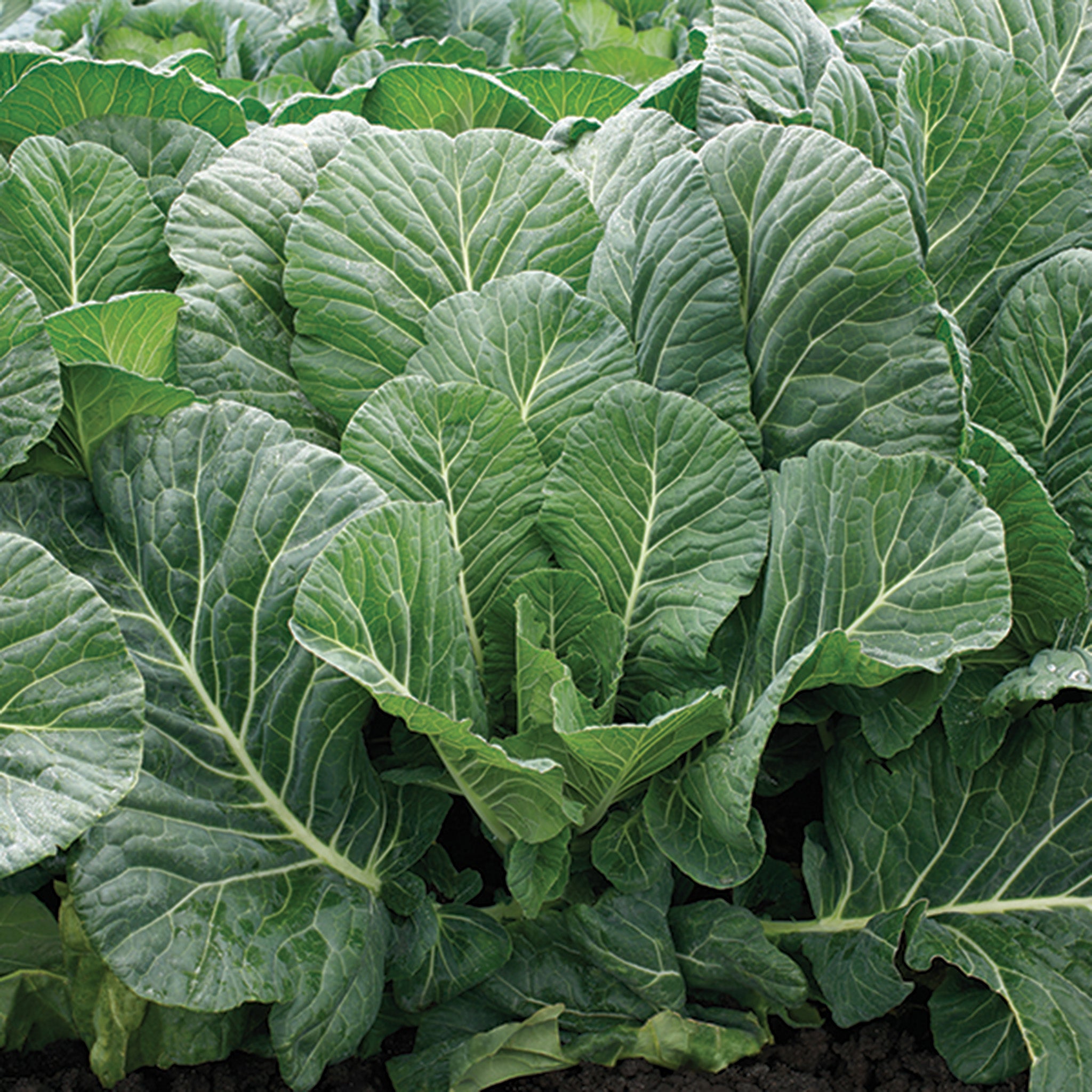 Collard, Top Chop Hybrid