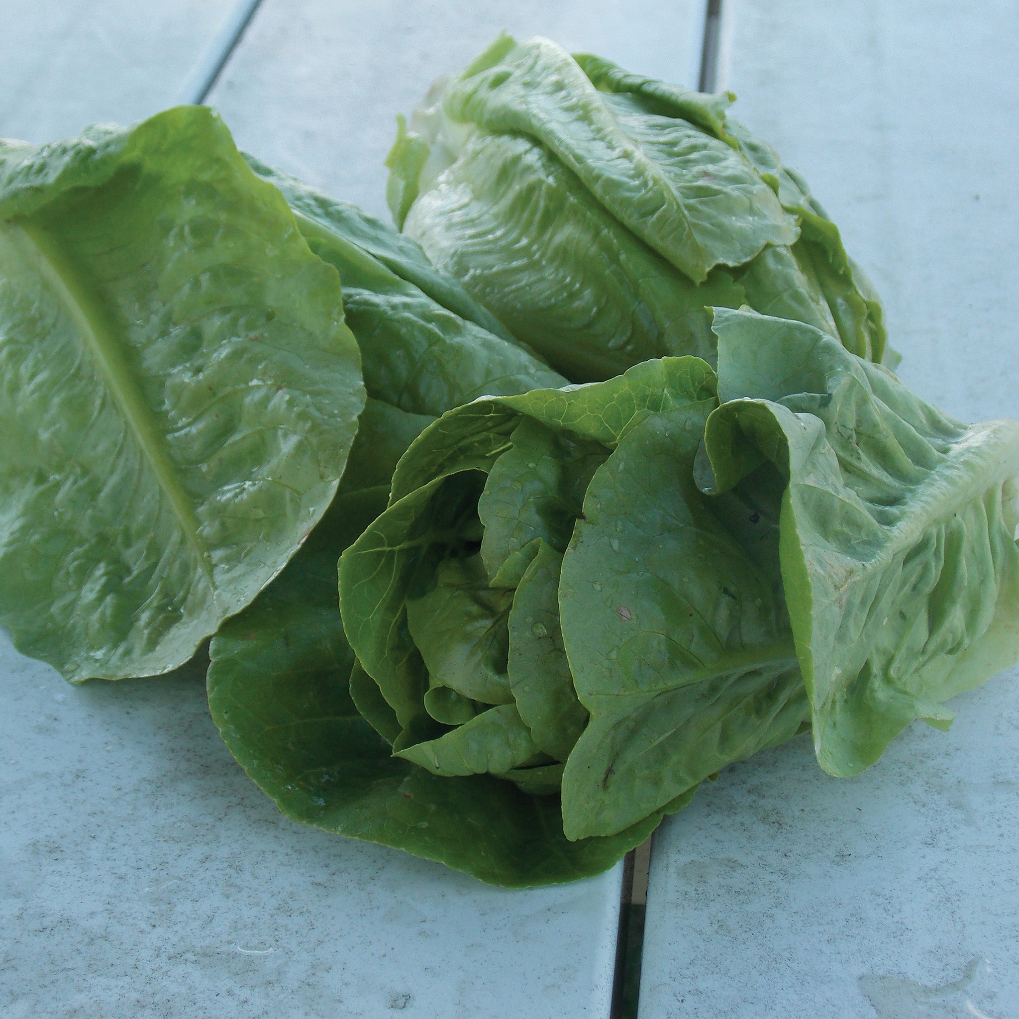Lettuce, Romaine, Little Gem