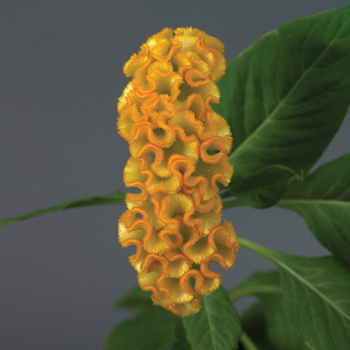Celosia, Neo™ Gold