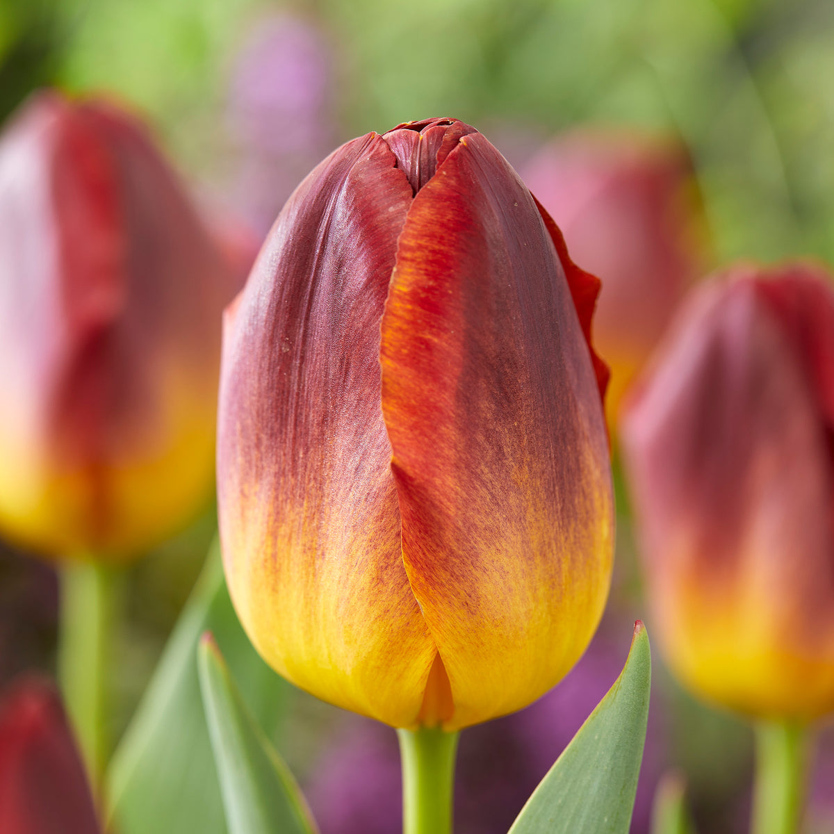 Tulip, Amber Glow, 10 Pack
