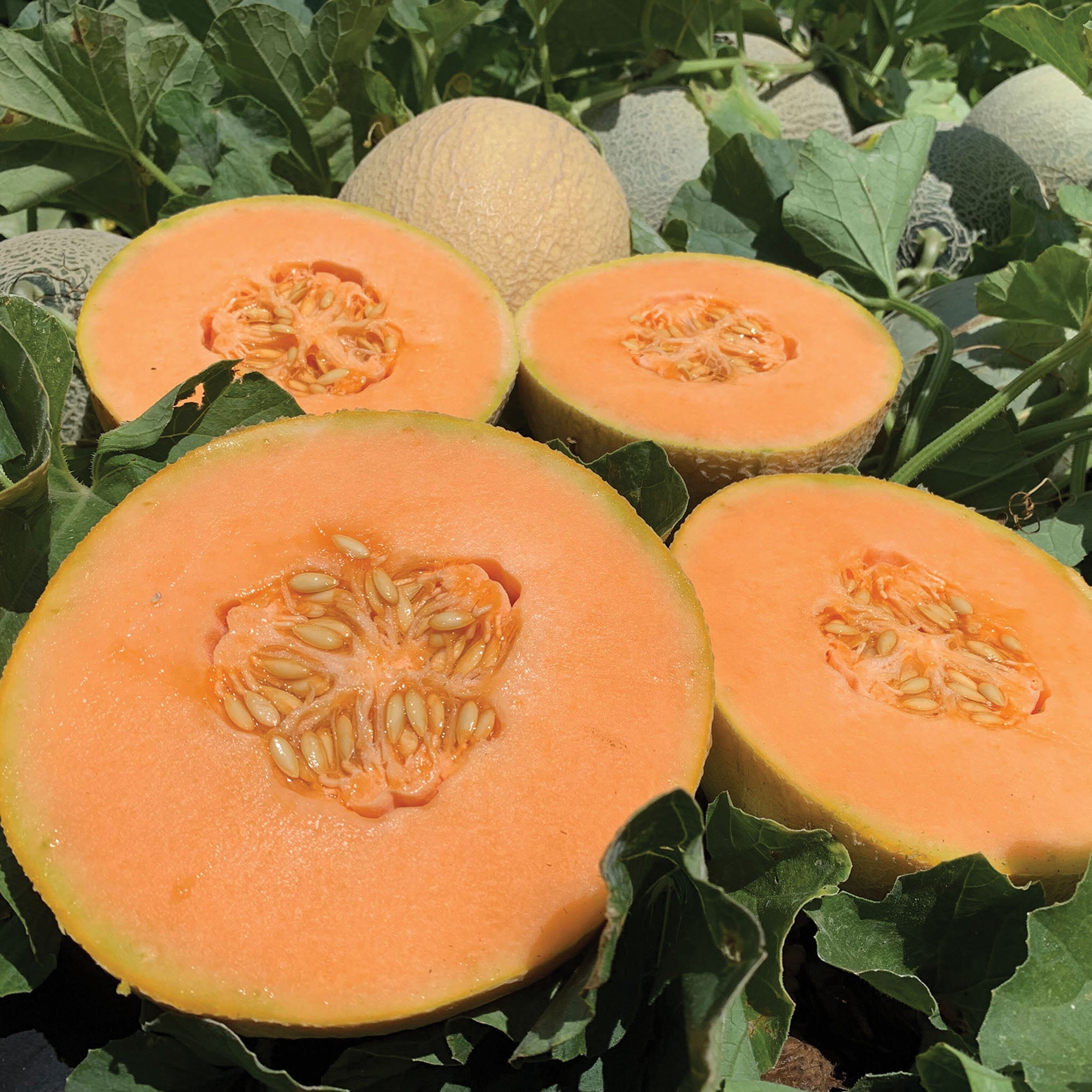 Melon, Damaris Hybrid