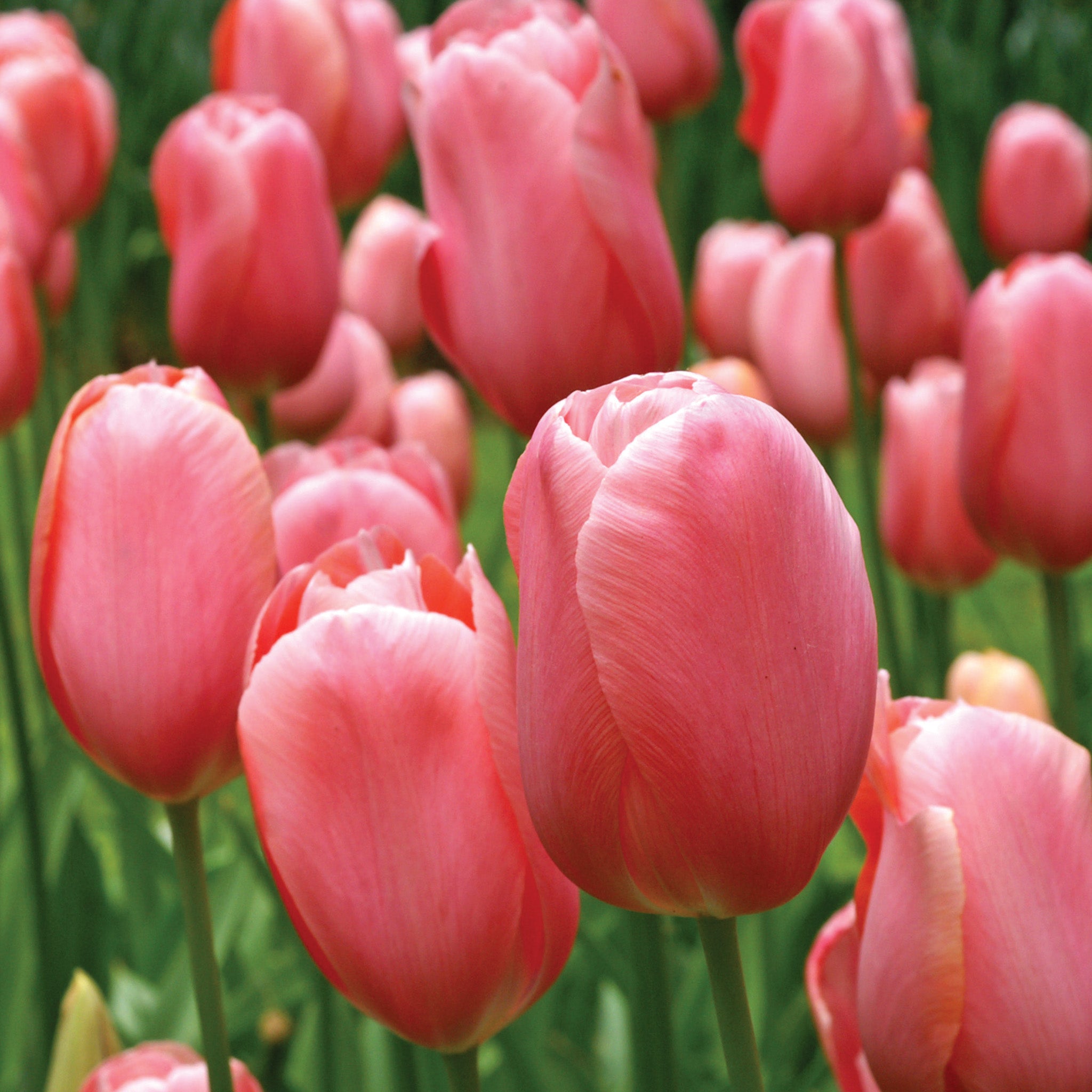 Tulip, Menton, 10 Pack