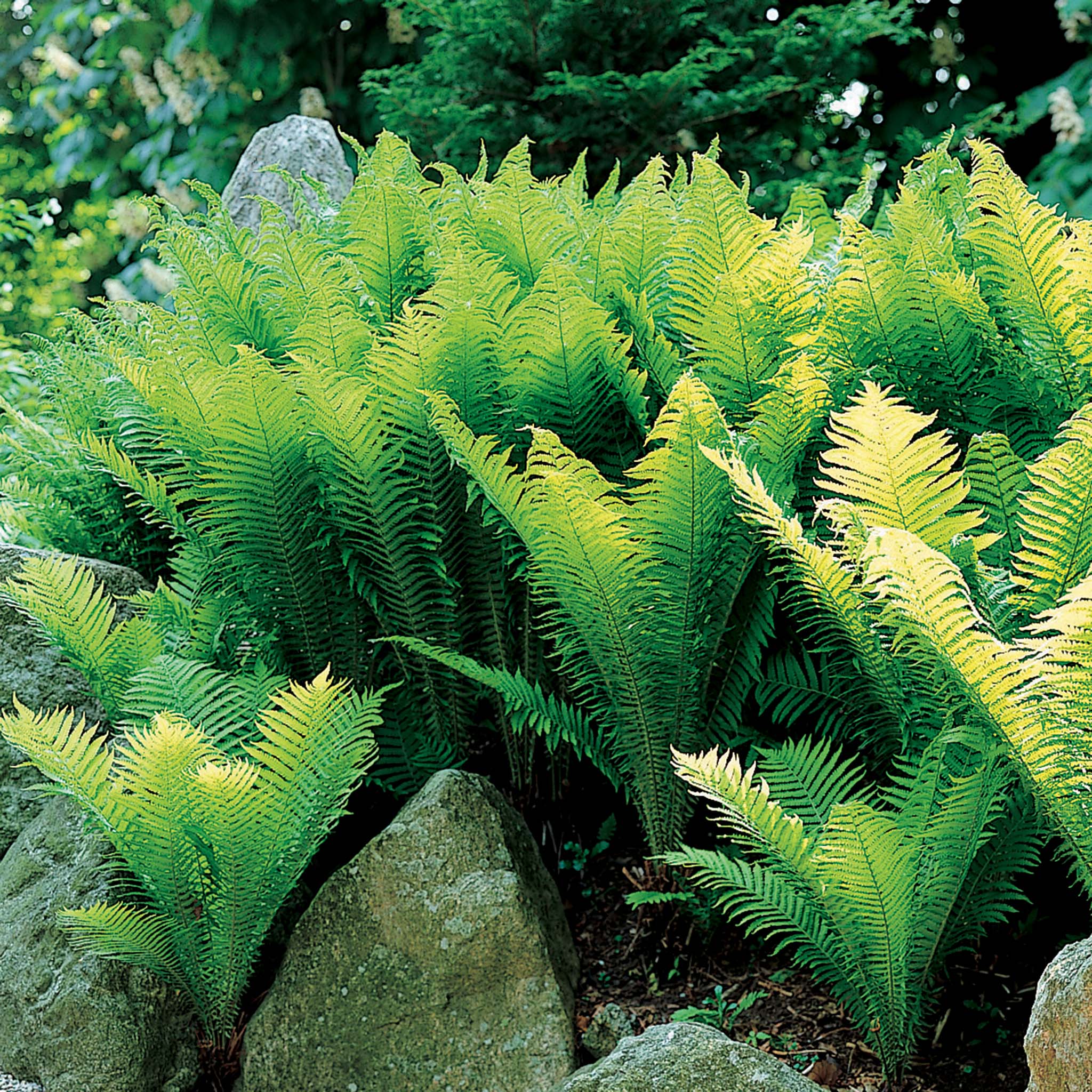 Fern, Ostrich