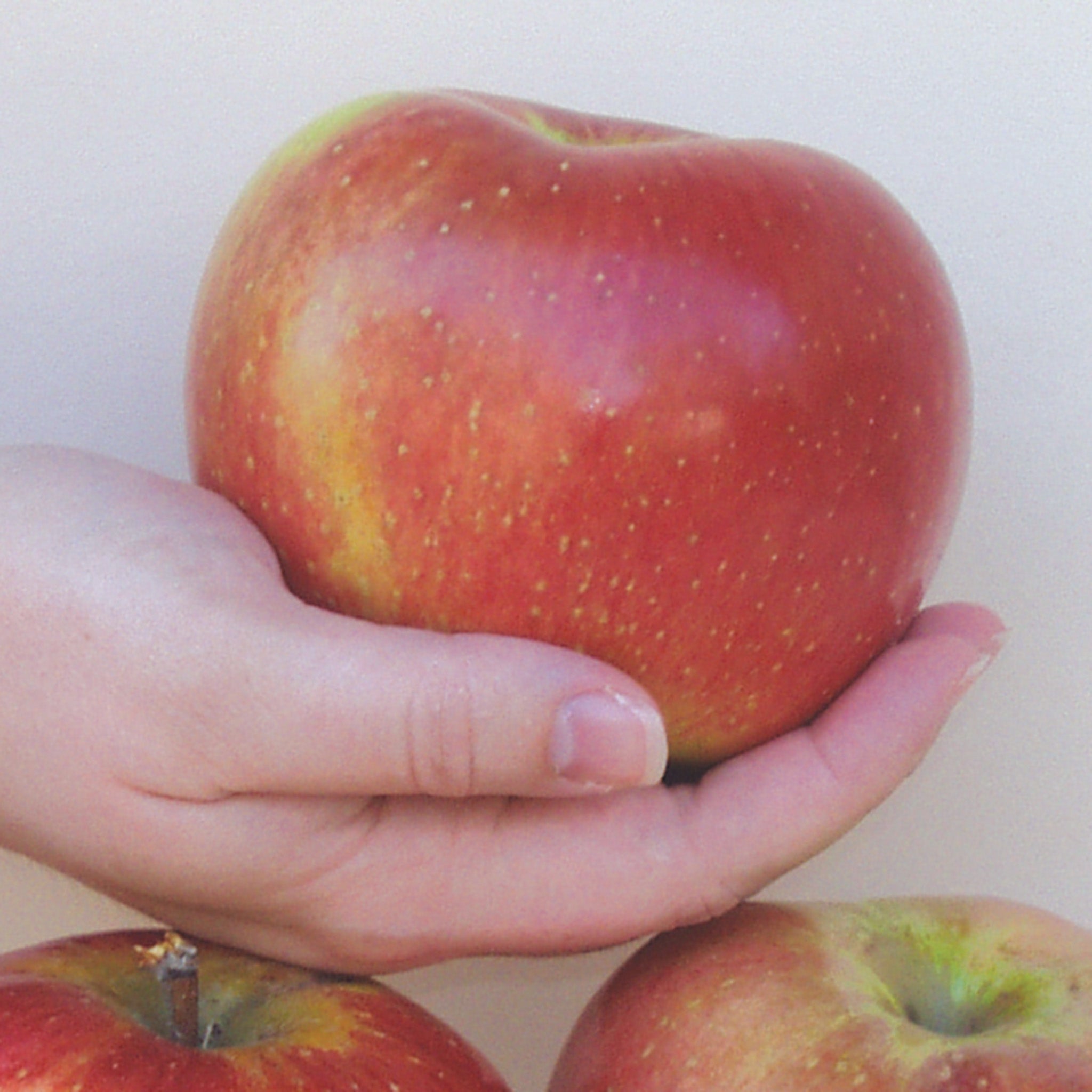 Apple, Dwarf, Wolf River