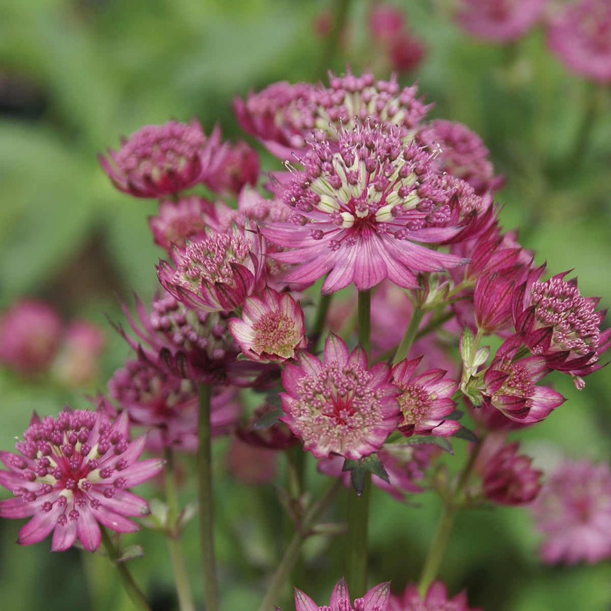 Astrantia, Star of Beauty