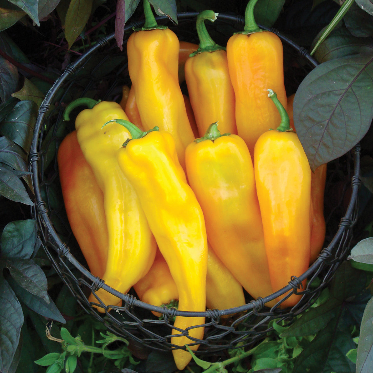 Pepper, Sweet, Mama Mia Giallo Hybrid