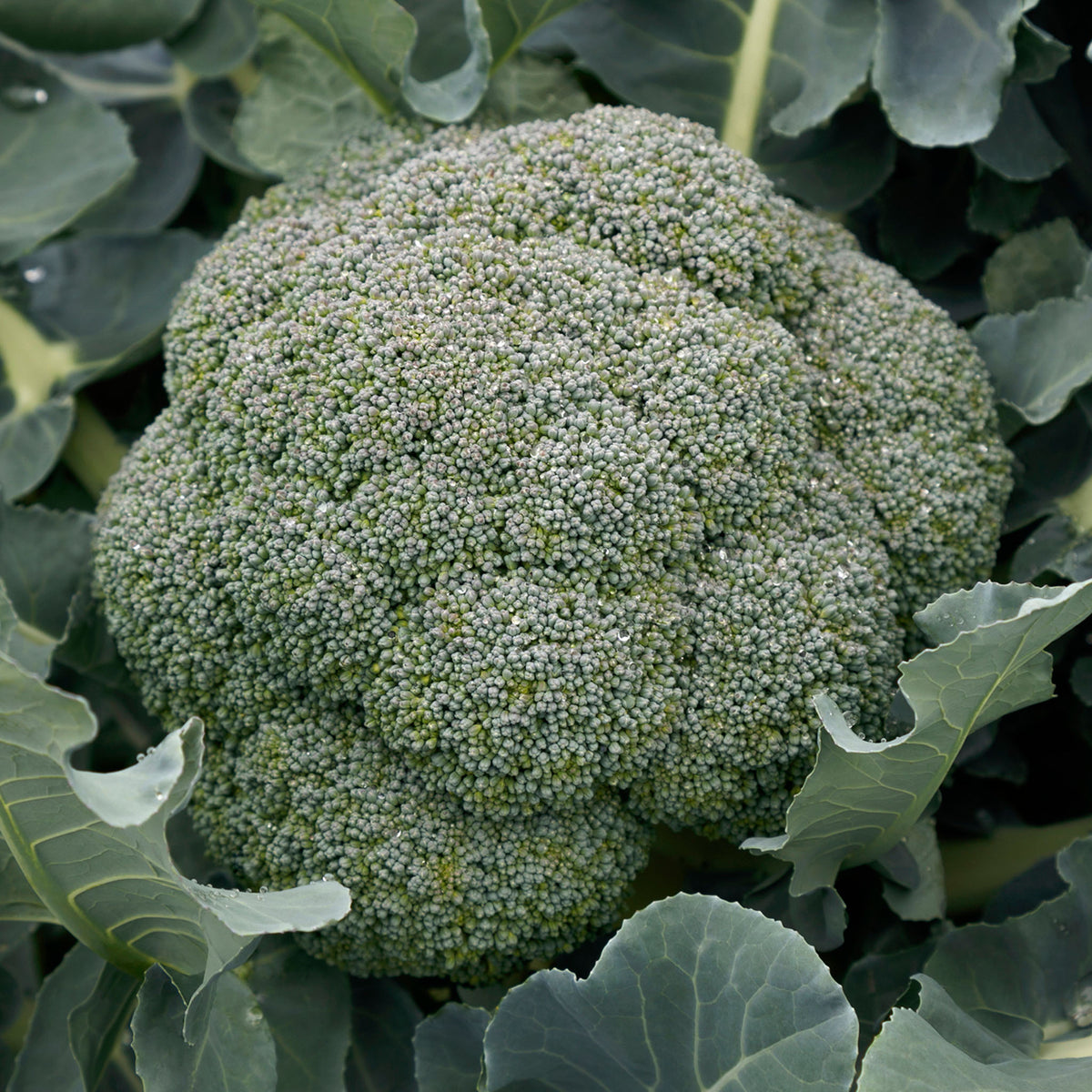 Broccoli, Godzilla Hybrid