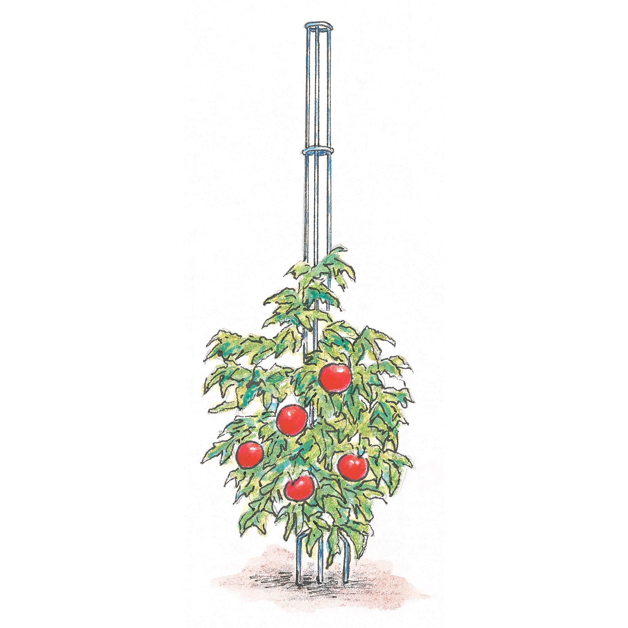 Tomato Tower, 3 Pack