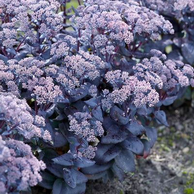 Sedum, Mojave Jewels™ Sapphire