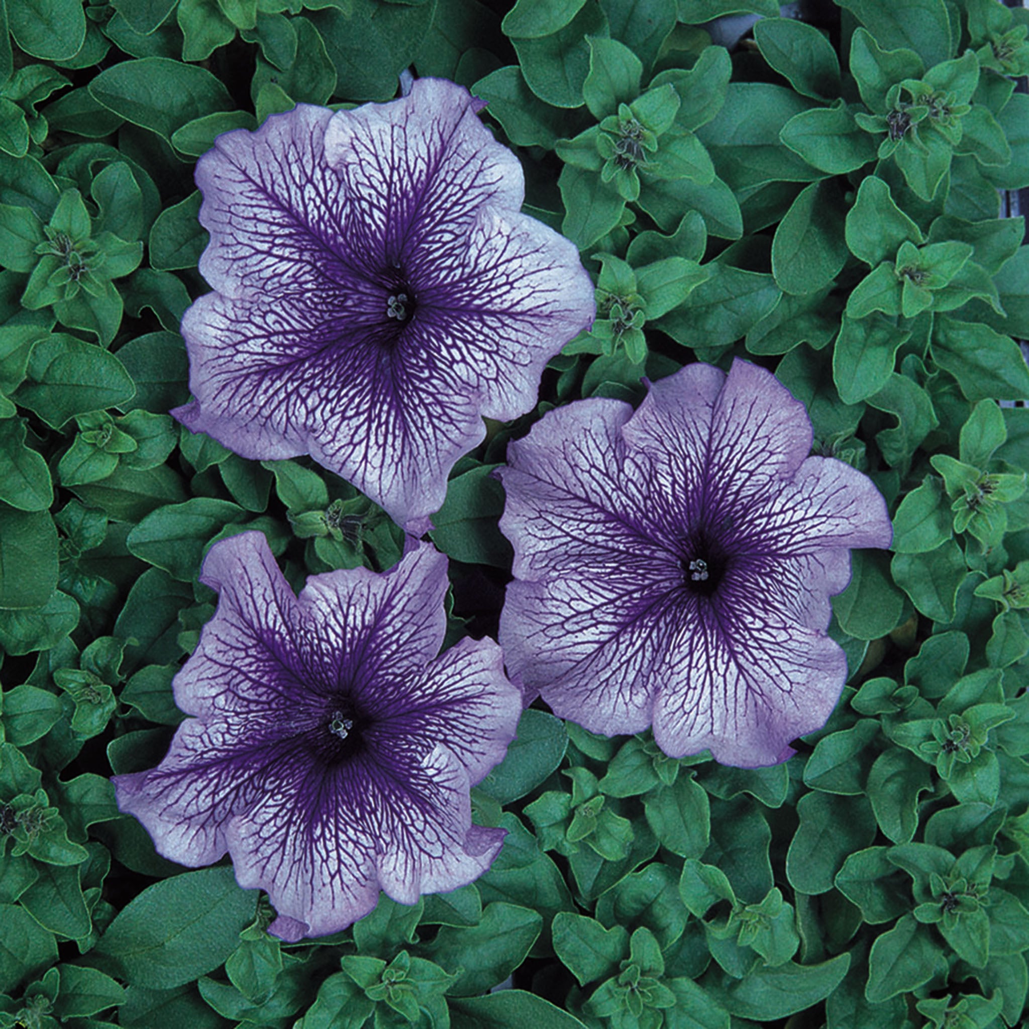 Petunia, Daddy® Veined Blue Hybrid