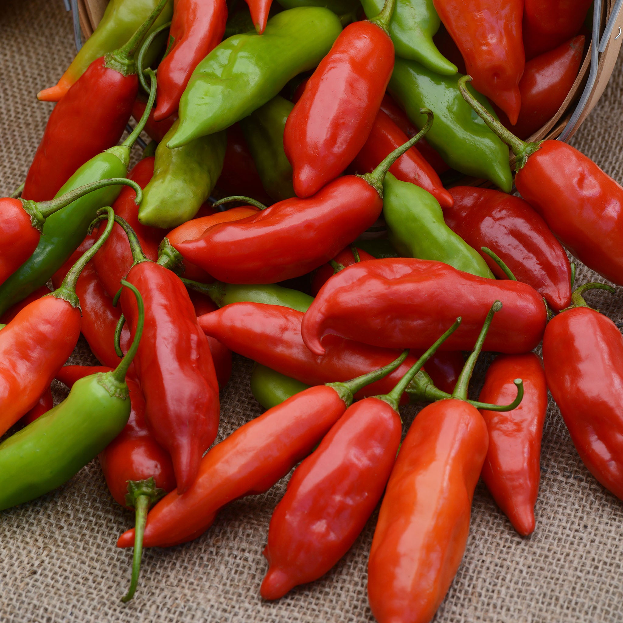 Pepper, Hot, Aji Rico Hybrid