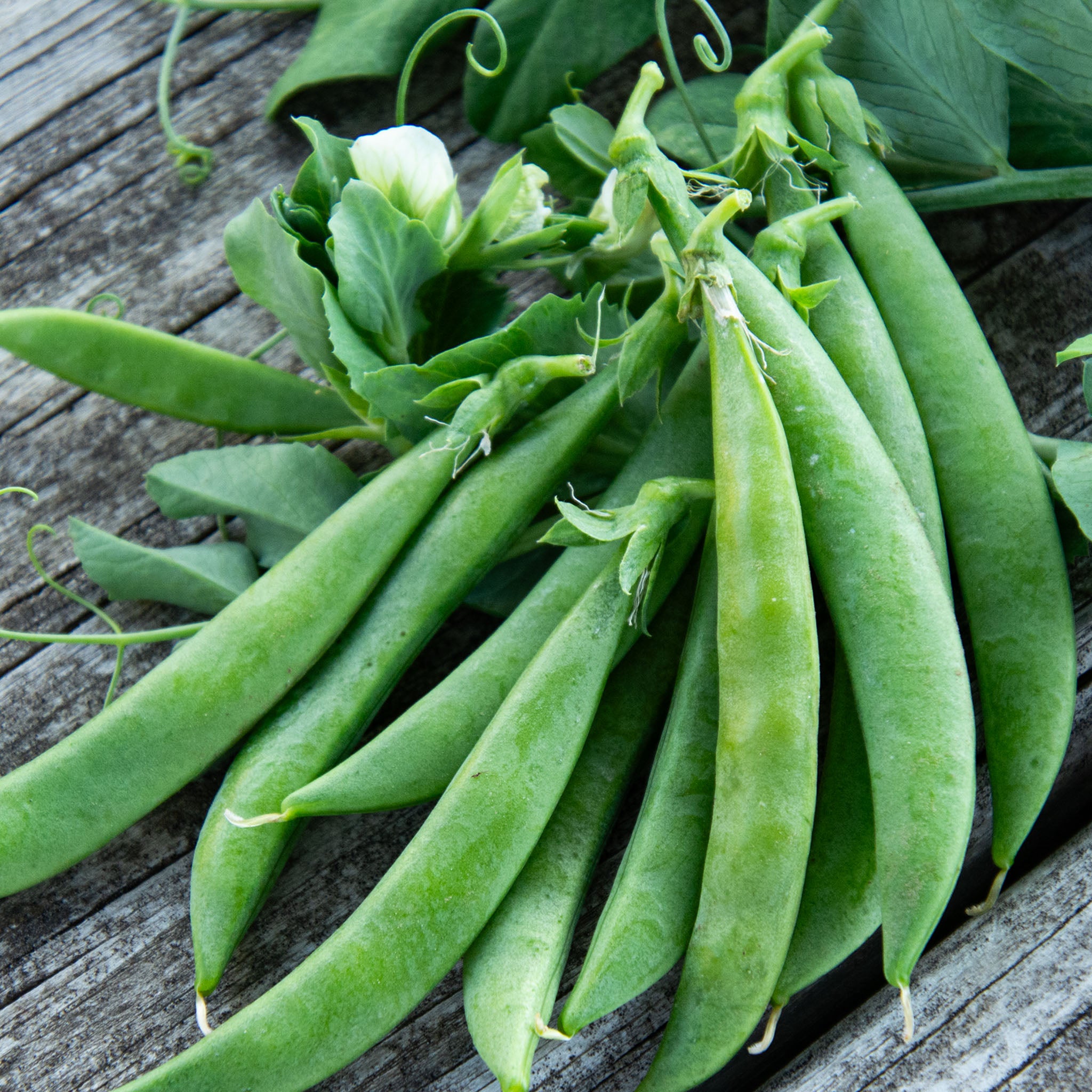 Pea, Snak Hero
