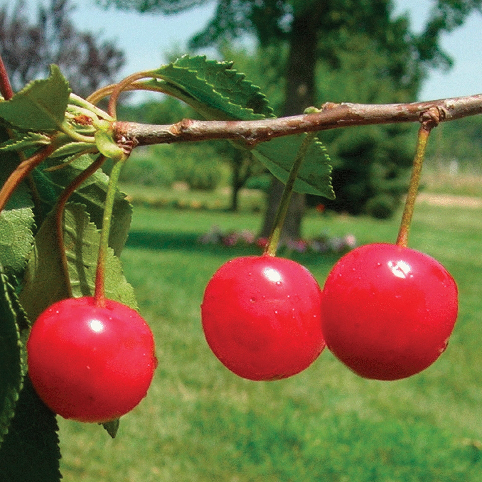 Cherry, Montmorency