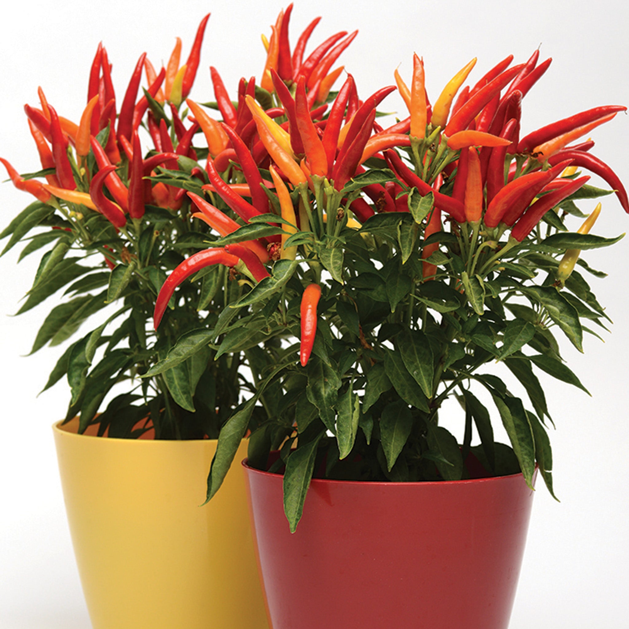 Pepper, Ornamental, Chilly Chili Hybrid