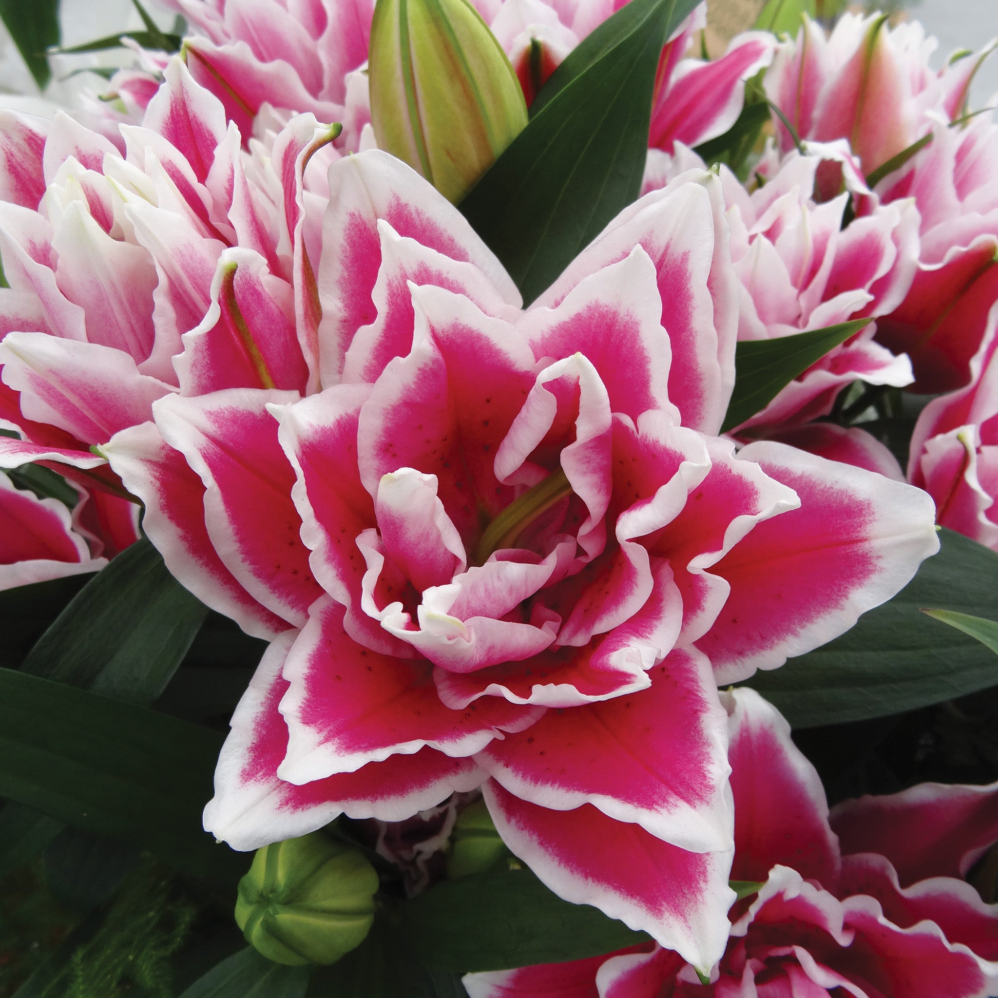 Lily, Oriental Hybrid,  Roselily™ Samantha Double Hybrid, Pack of 3