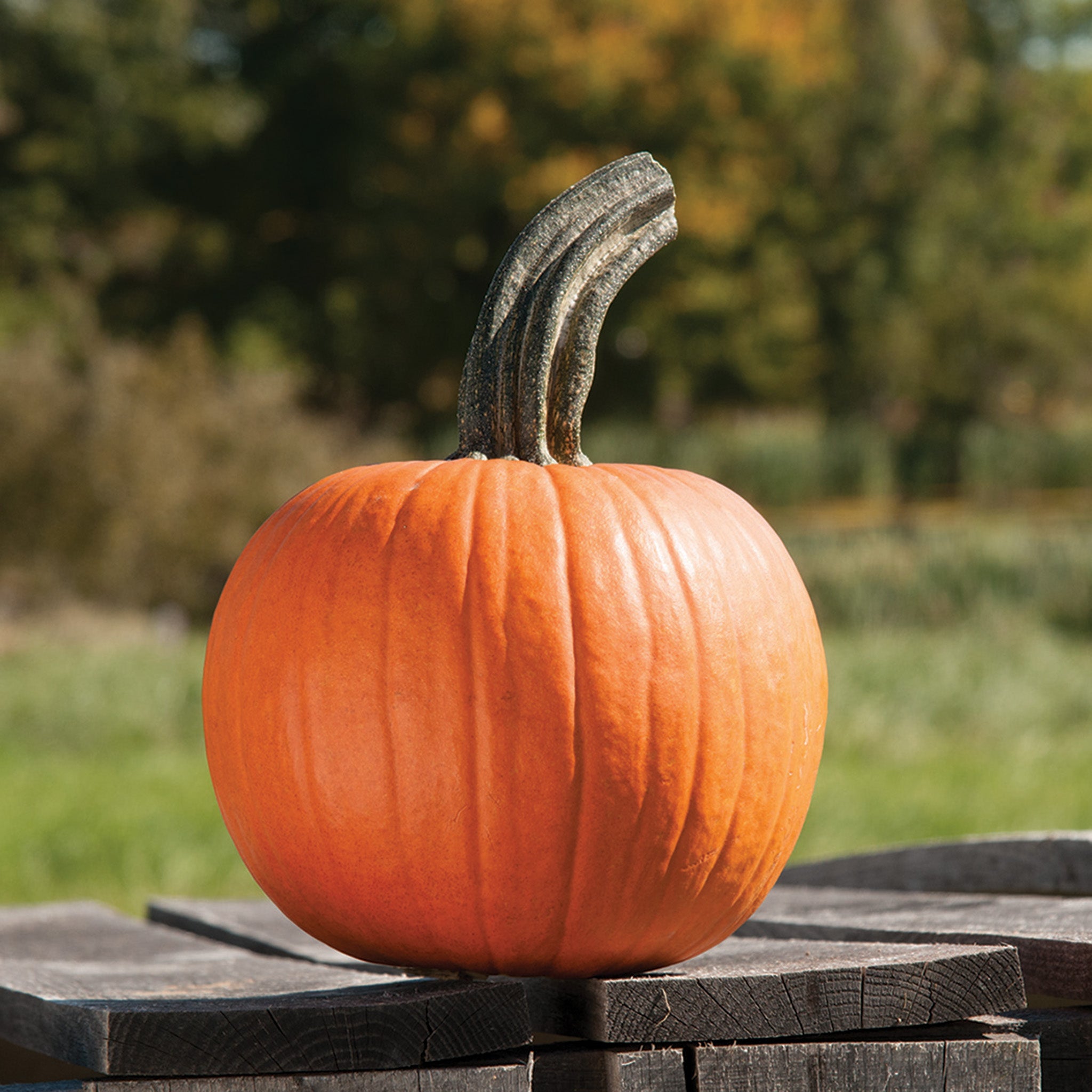 Pumpkin, Cinnamon Girl Hybrid Organic