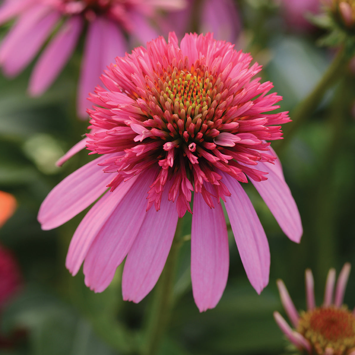 Echinacea, Double Scoop™ Bubble Gum