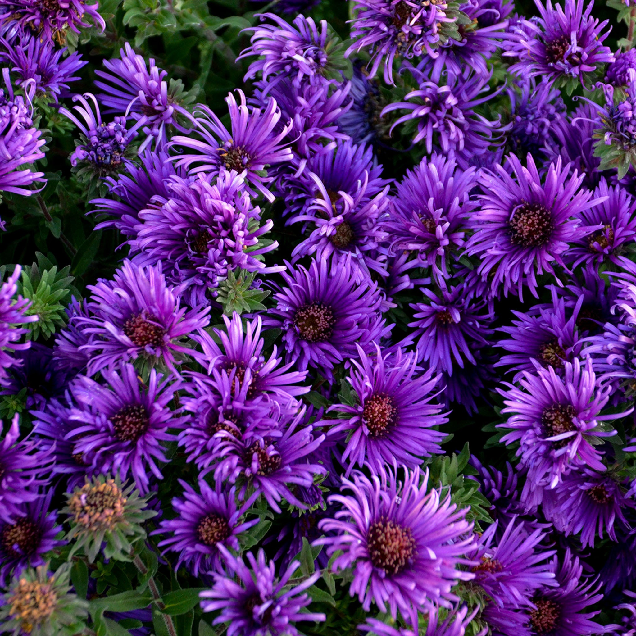 Aster, Grape Crush