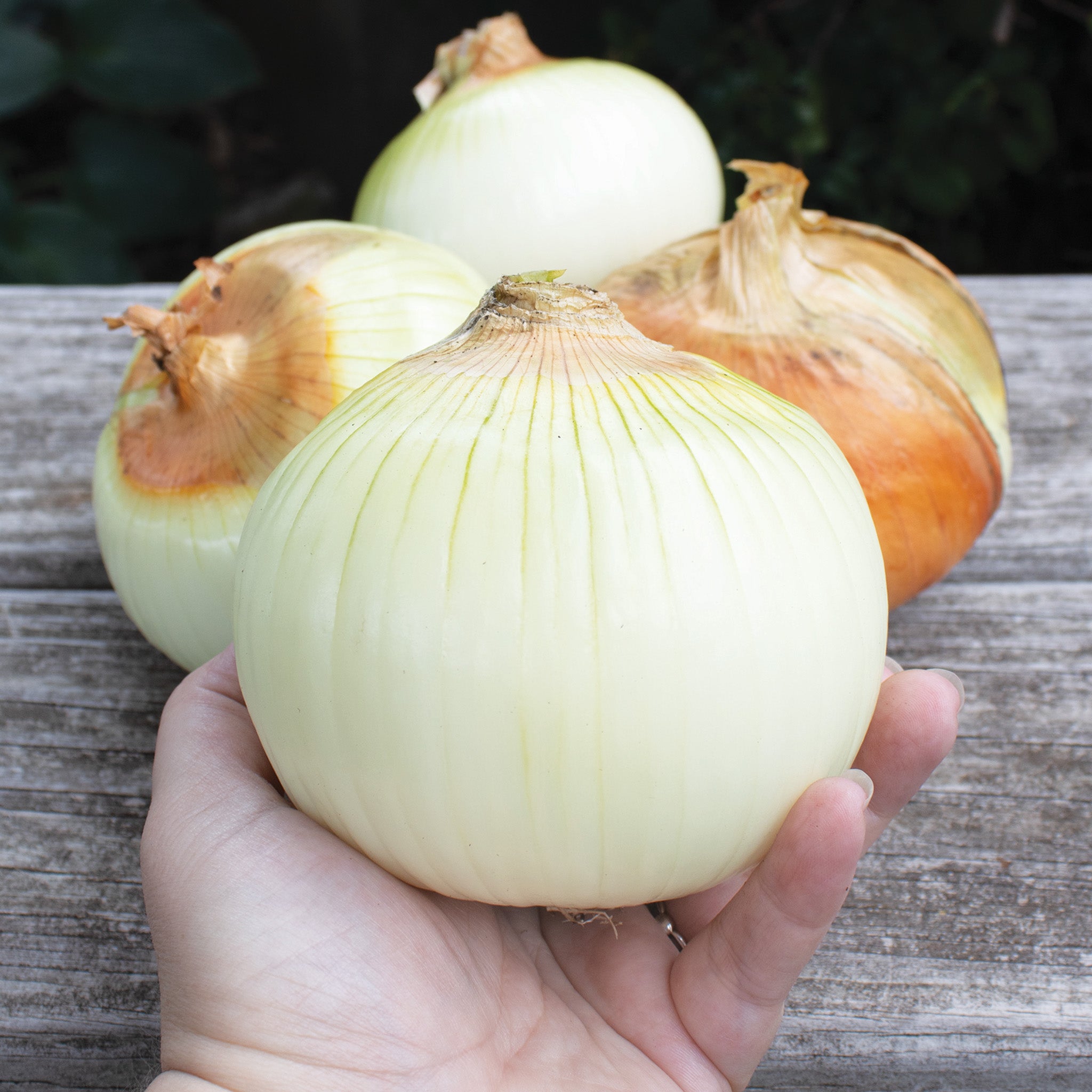 Onion, Candy Hybrid
