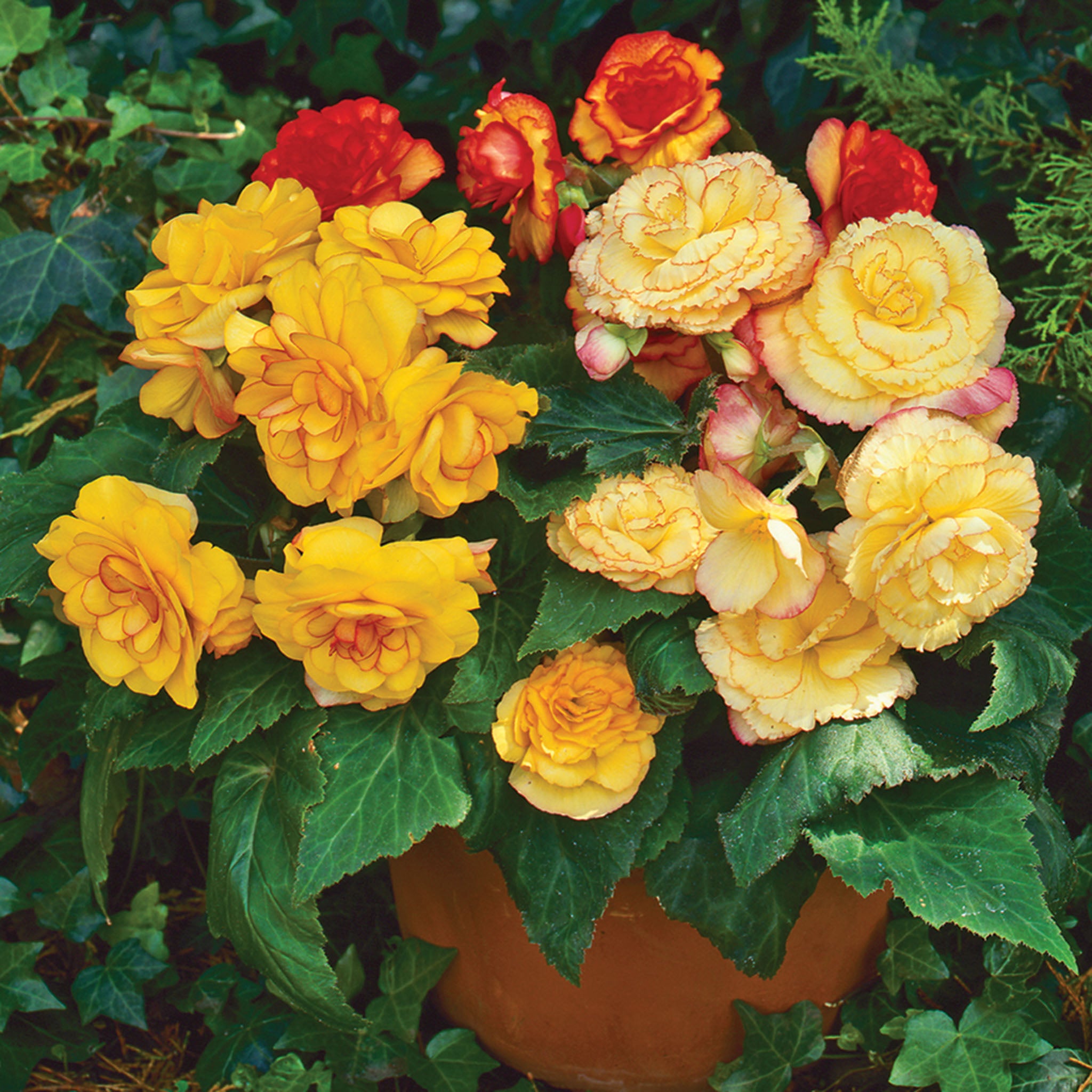 Begonia, On Top® Sunset Shades Hybrid