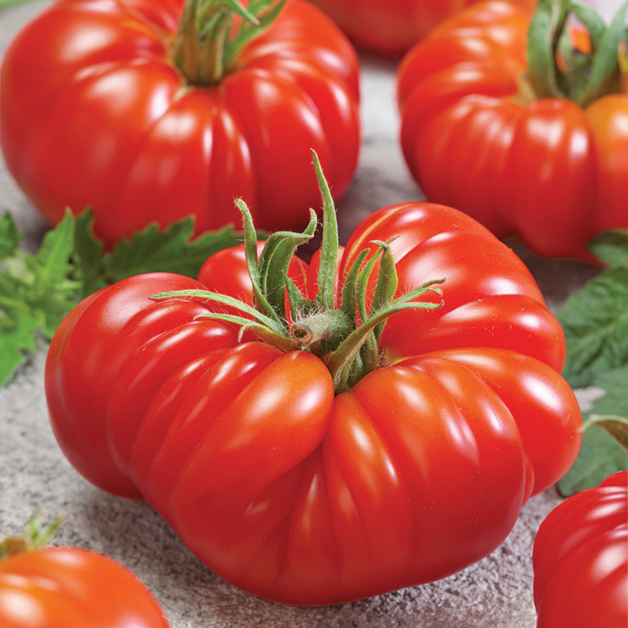 Tomato, Zapotec Oaxacan Ribbed