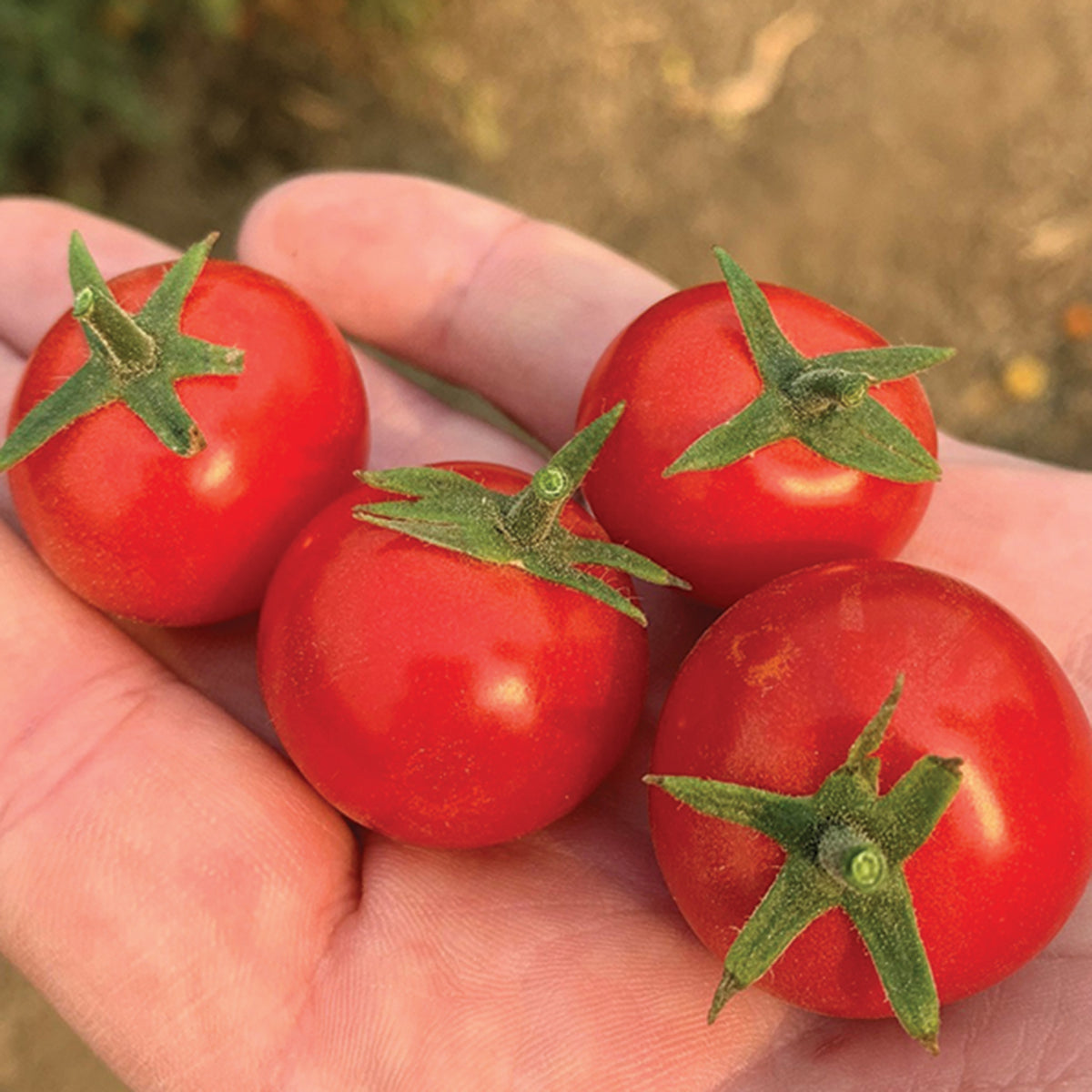 Tomato, Unicorn Hybrid