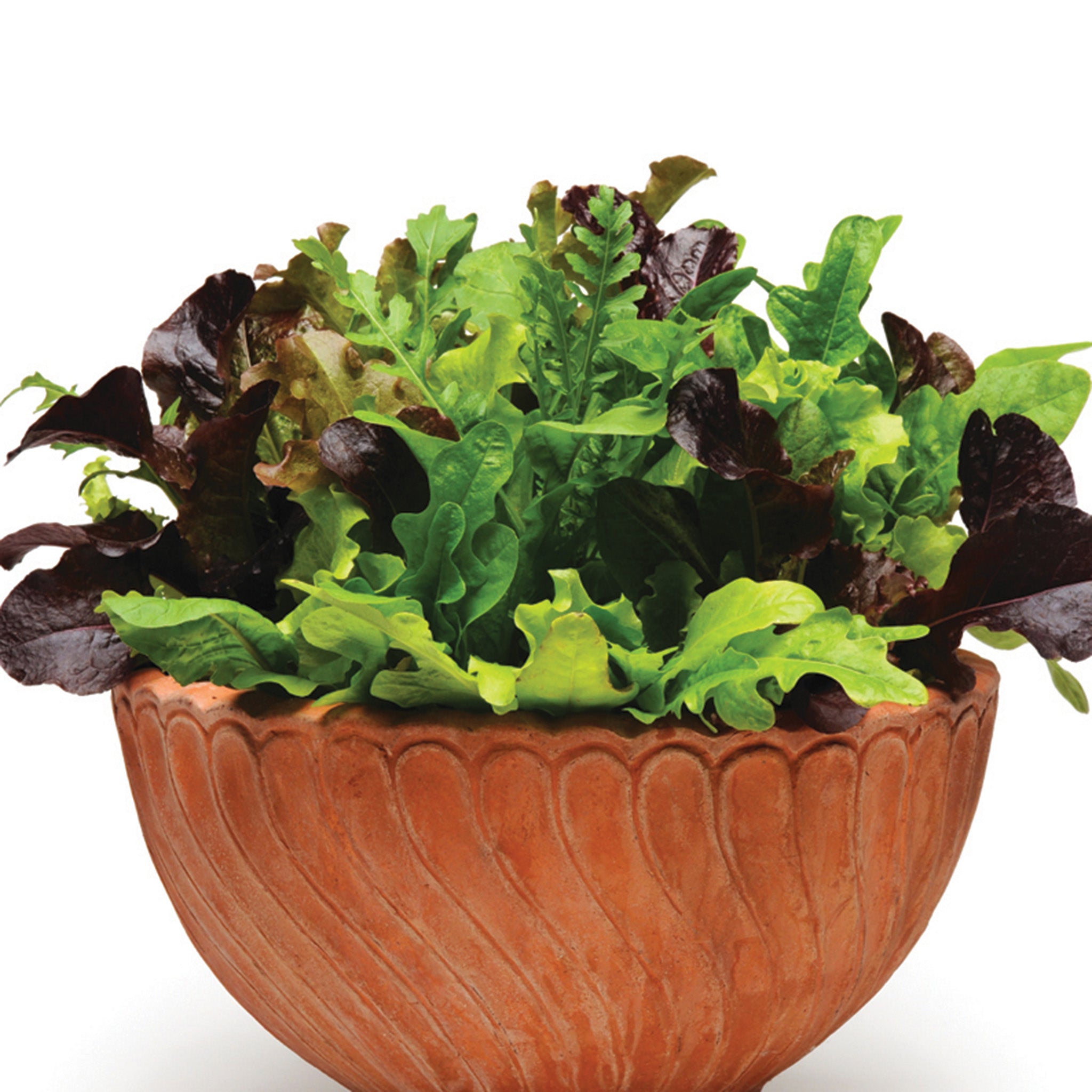 Mesclun, SimplySalad® Alfresco Mix