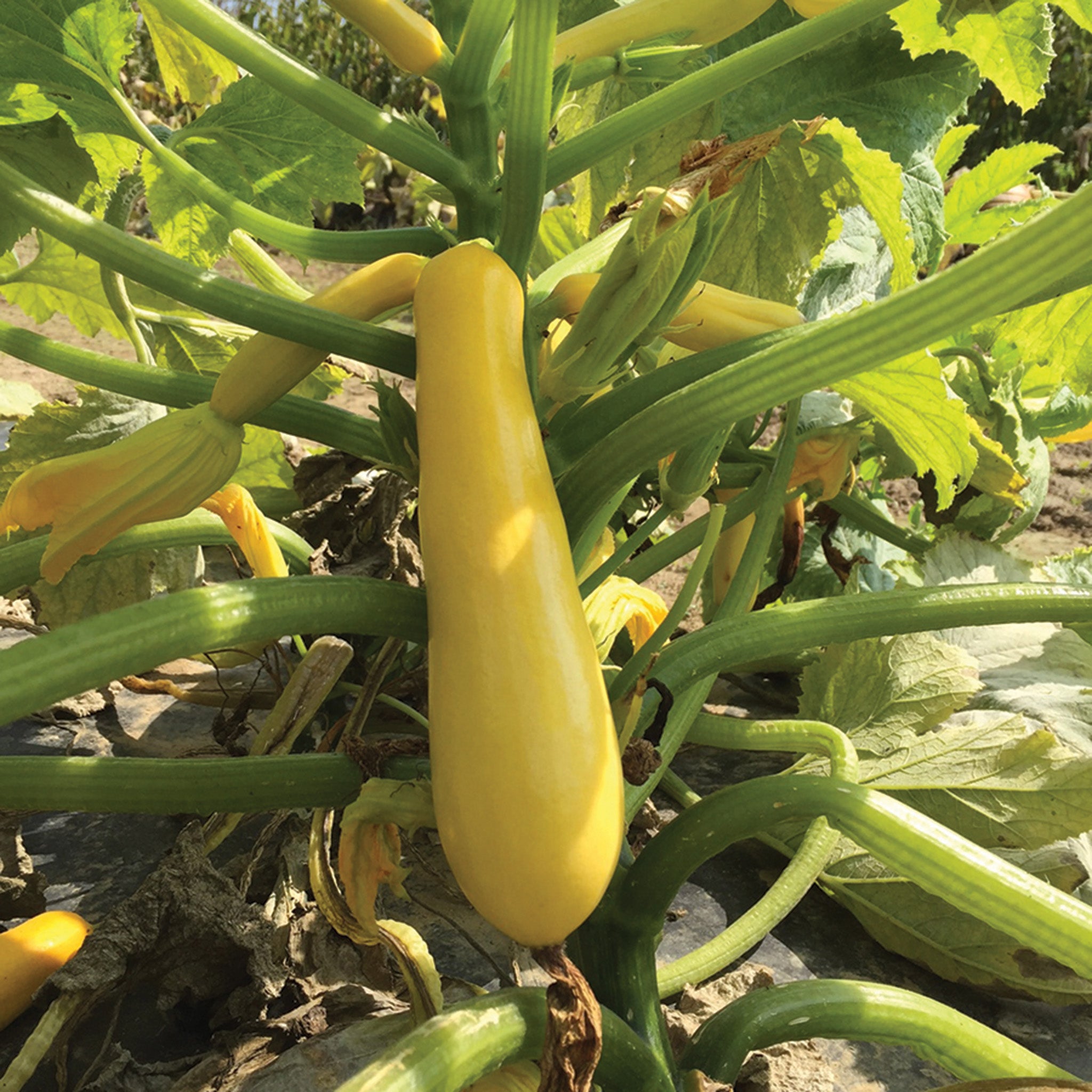 Squash, Summer, Smooth Criminal Hybrid