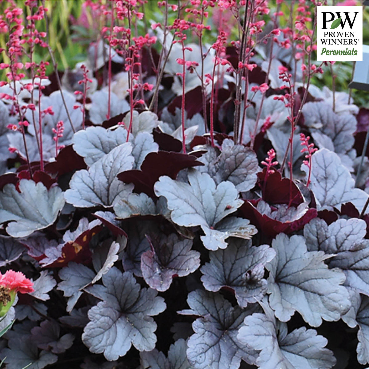 Heuchera, Dolce® Silver Gumdrop
