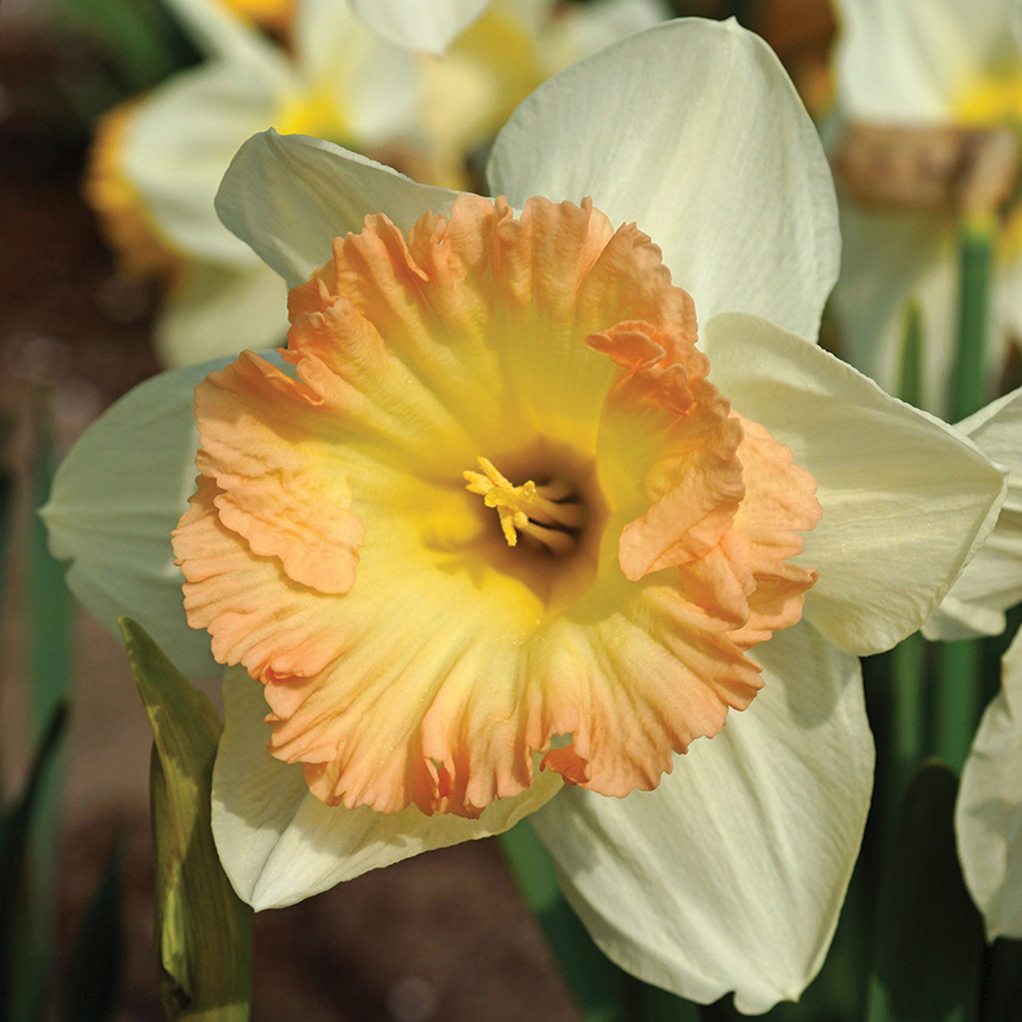 Daffodil, British Gamble, 10 Pack