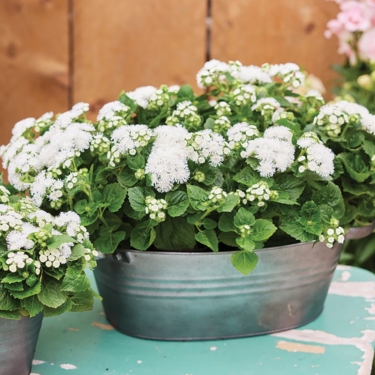 Ageratum, Kona White Hybrid
