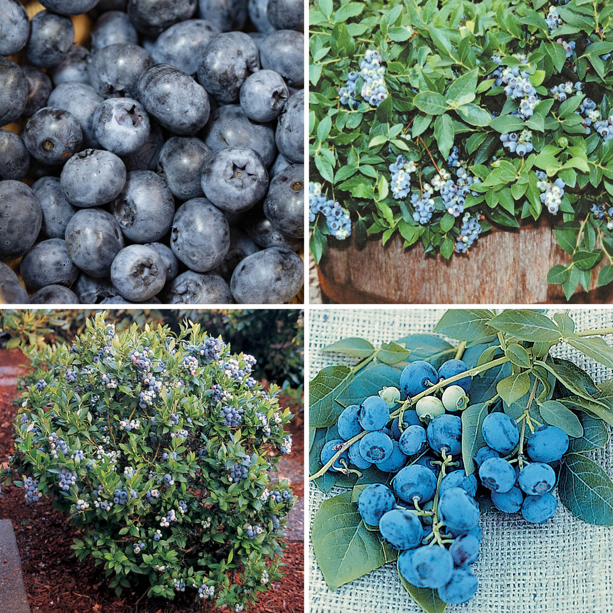 Space-Saver Blueberry Offer