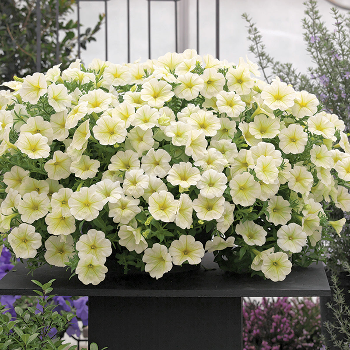 Petunia, Opera Supreme™ Lemon Hybrid